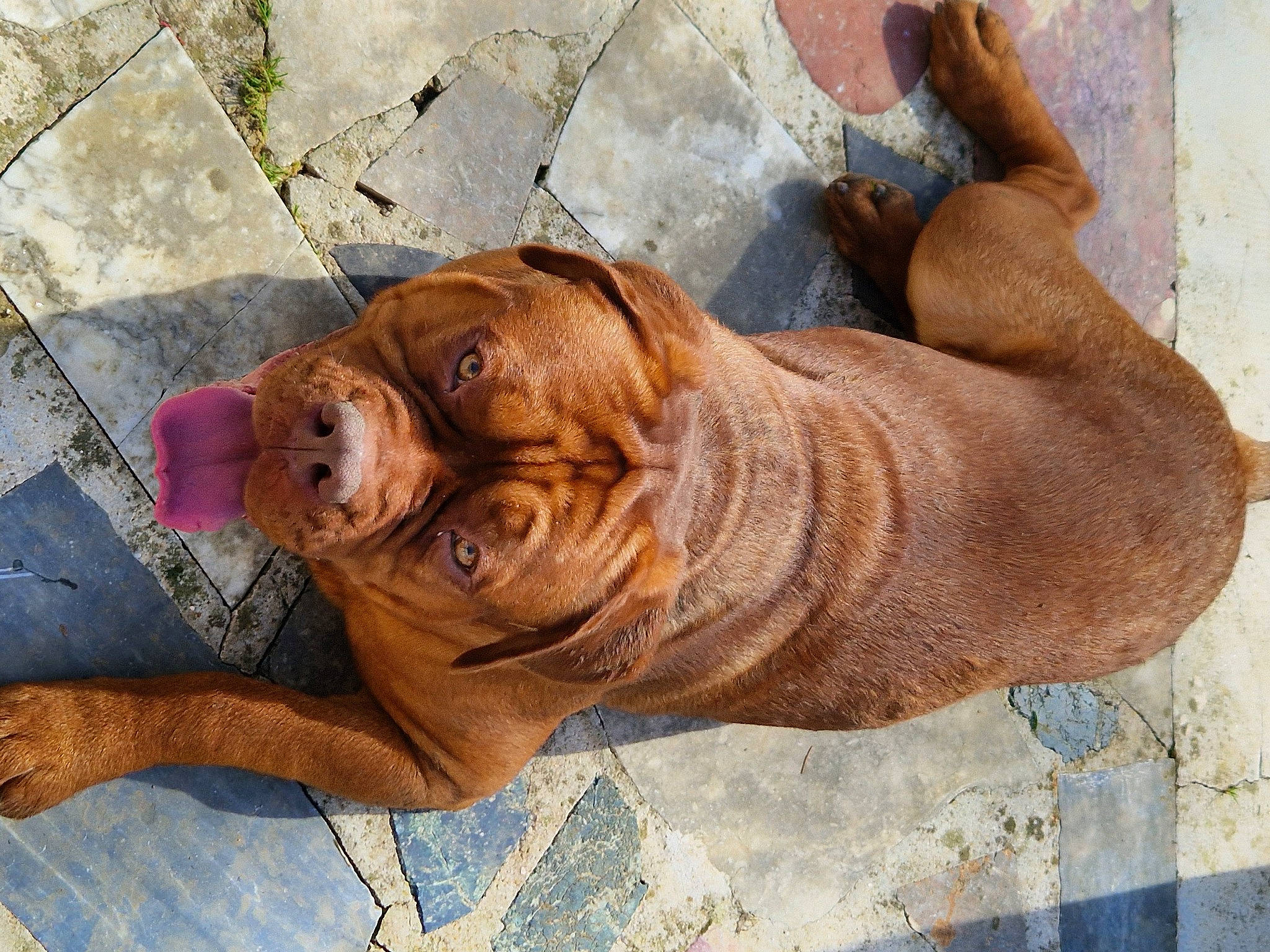 Tidog participe au concours pour gagner de l'argent avec cette photo : bulldog, canidae, carnivore, companion_dog, dog, dog_breed, fawn, flooring, foot, liver, ori_pei, shar_pei, snout, sporting_group, terrestrial_animal, tree, water, wood, working_animal, wrinkle