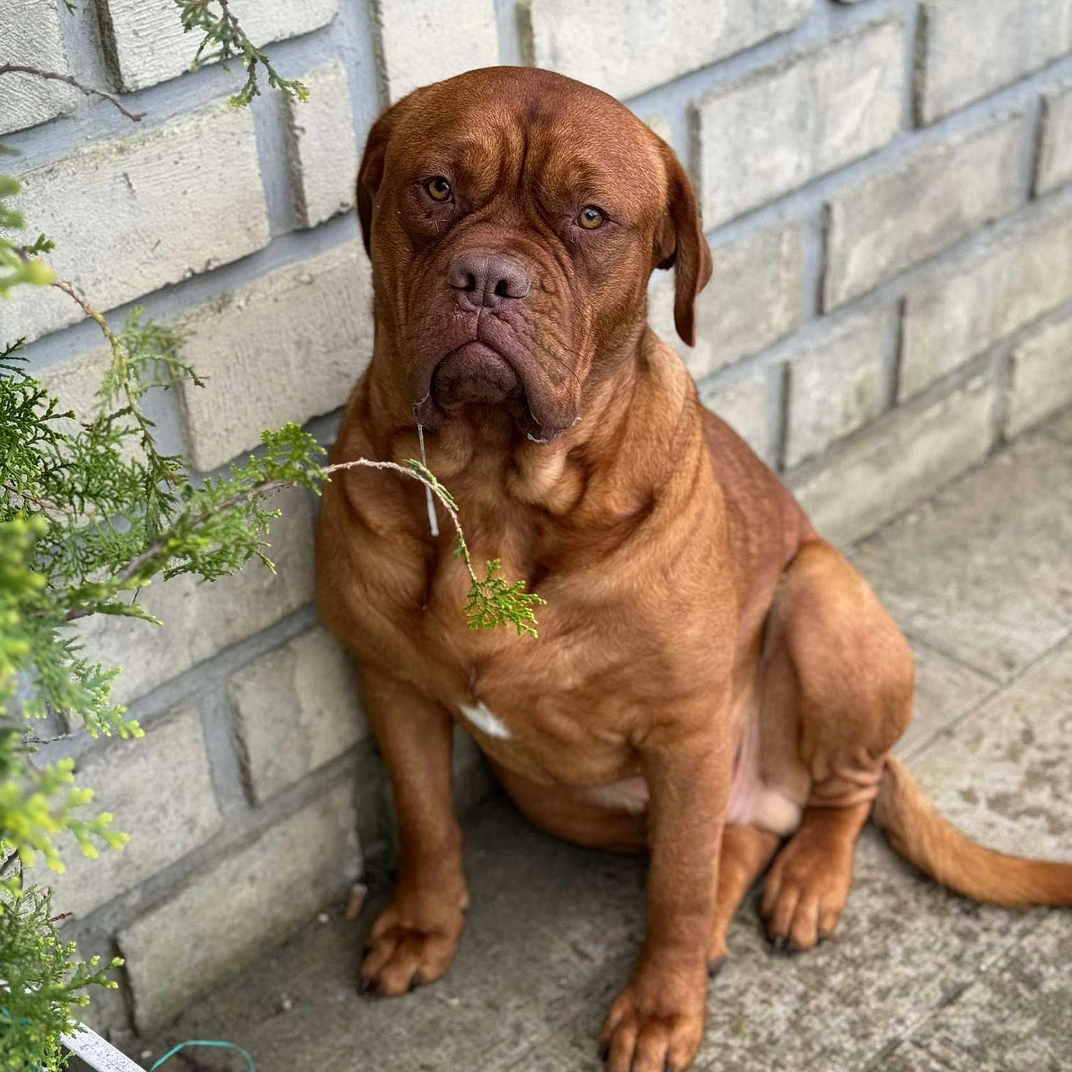 Tidog
