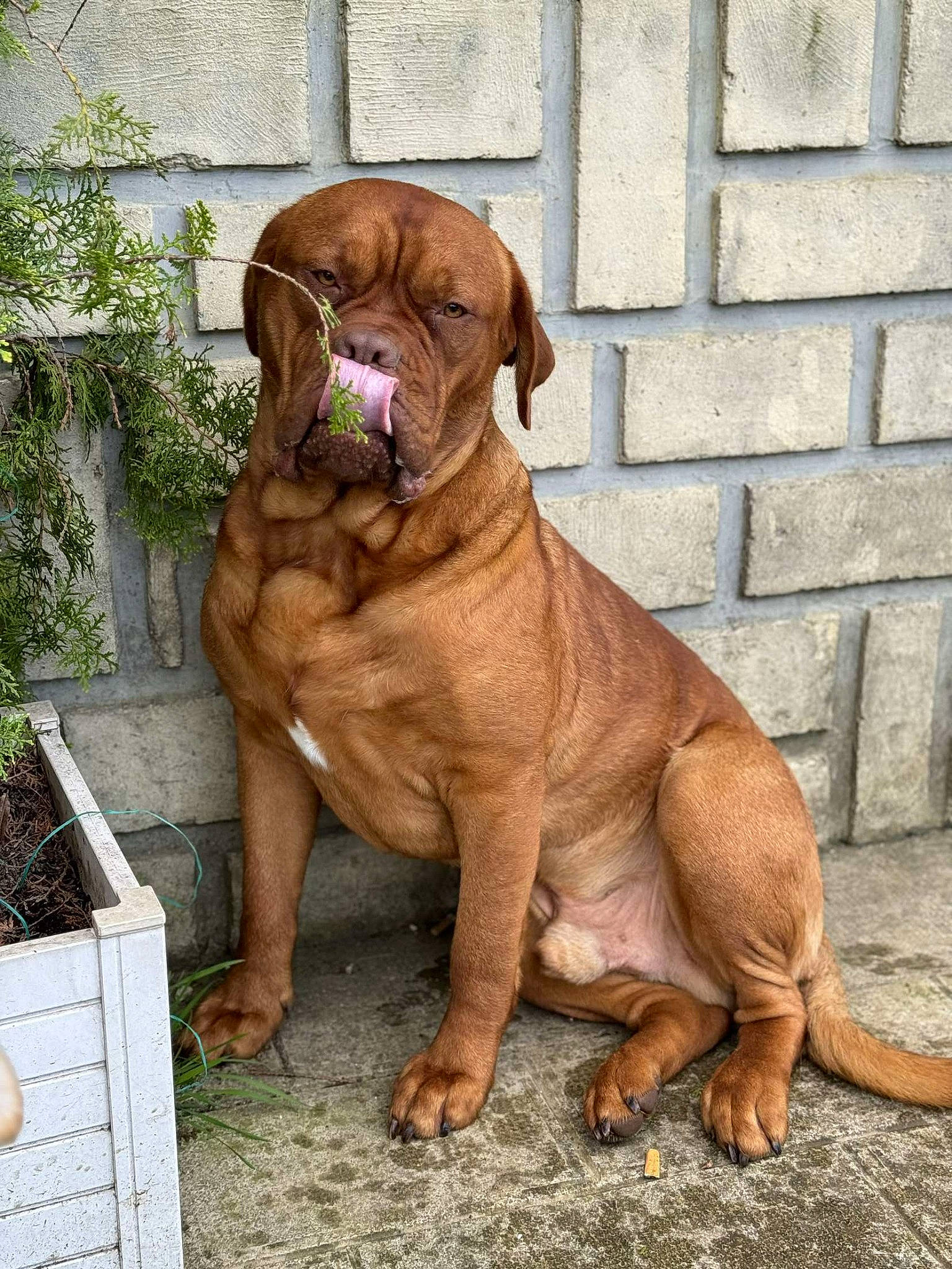 Tidog participe au concours pour gagner de l'argent avec cette photo : ancient_dog_breeds, art, canidae, carnivore, collar, companion_dog, dog, dog_breed, dog_collar, fawn, gun_dog, liver, molosser, plant, sporting_group, tail, terrestrial_animal, working_animal, working_dog, wrinkle