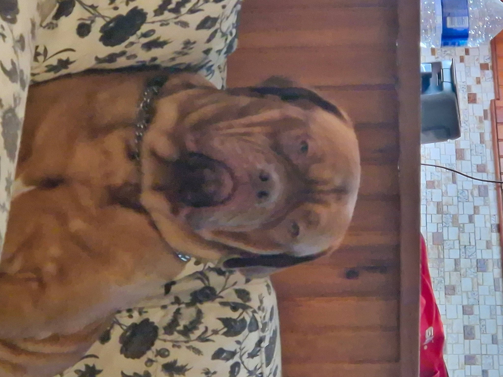 Tidog a rejoint le concours — aidez-le/la à gagner de superbes lots ! canidae, carnivore, companion_dog, dog, dog_breed, dog_collar, fawn, felidae, fur, guard_dog, liver, non_sporting_group, pattern, puppy, snout, sporting_group, terrestrial_animal, tree, wood, wrinkle