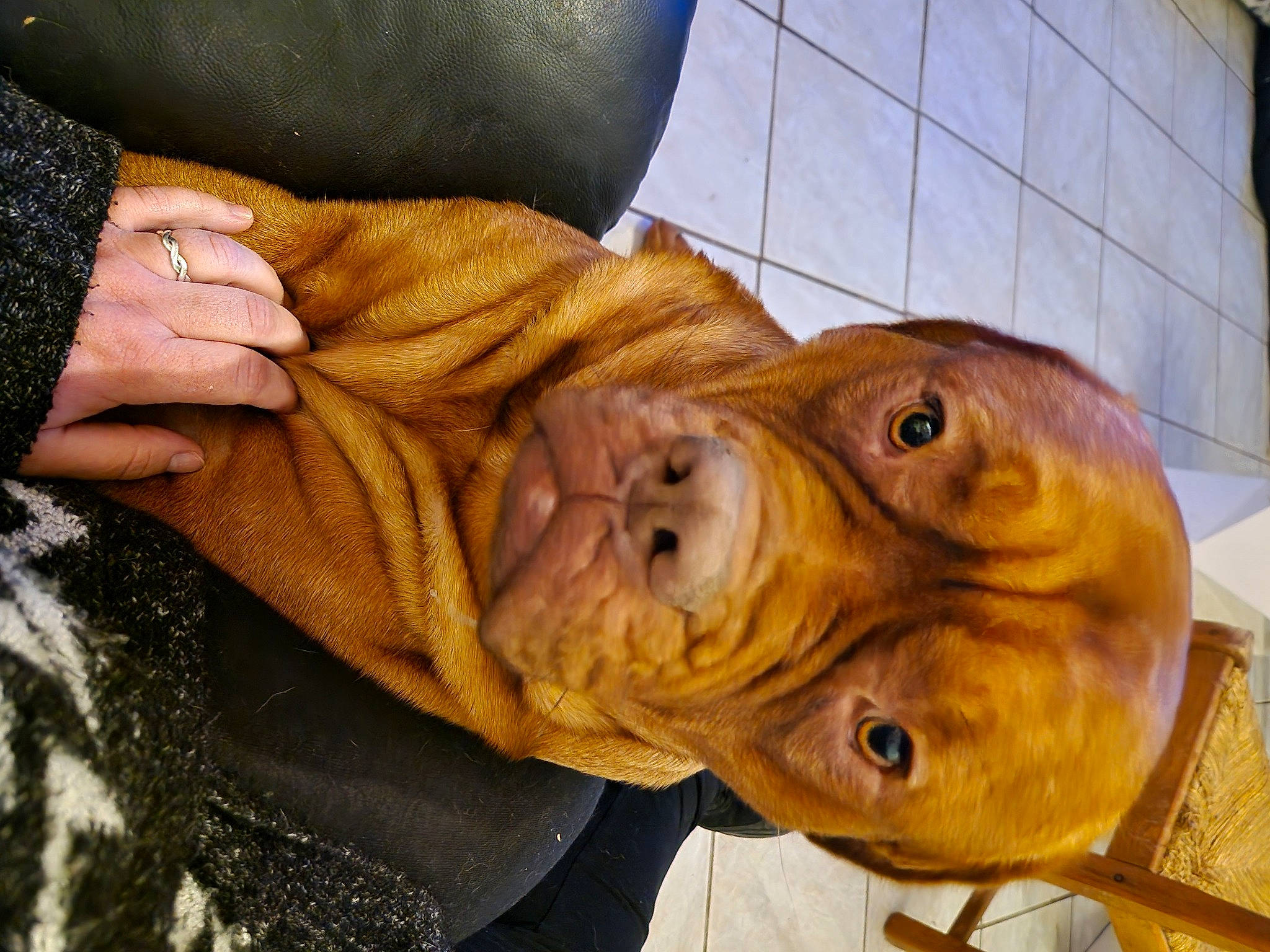 Tidog a rejoint le concours — aidez-le/la à gagner de superbes lots ! canidae, carnivore, companion_dog, dog, dog_breed, eye, fawn, fish, fur, gesture, liver, nail, sculpture, snout, sporting_group, thumb, whiskers, wood, working_animal, wrinkle