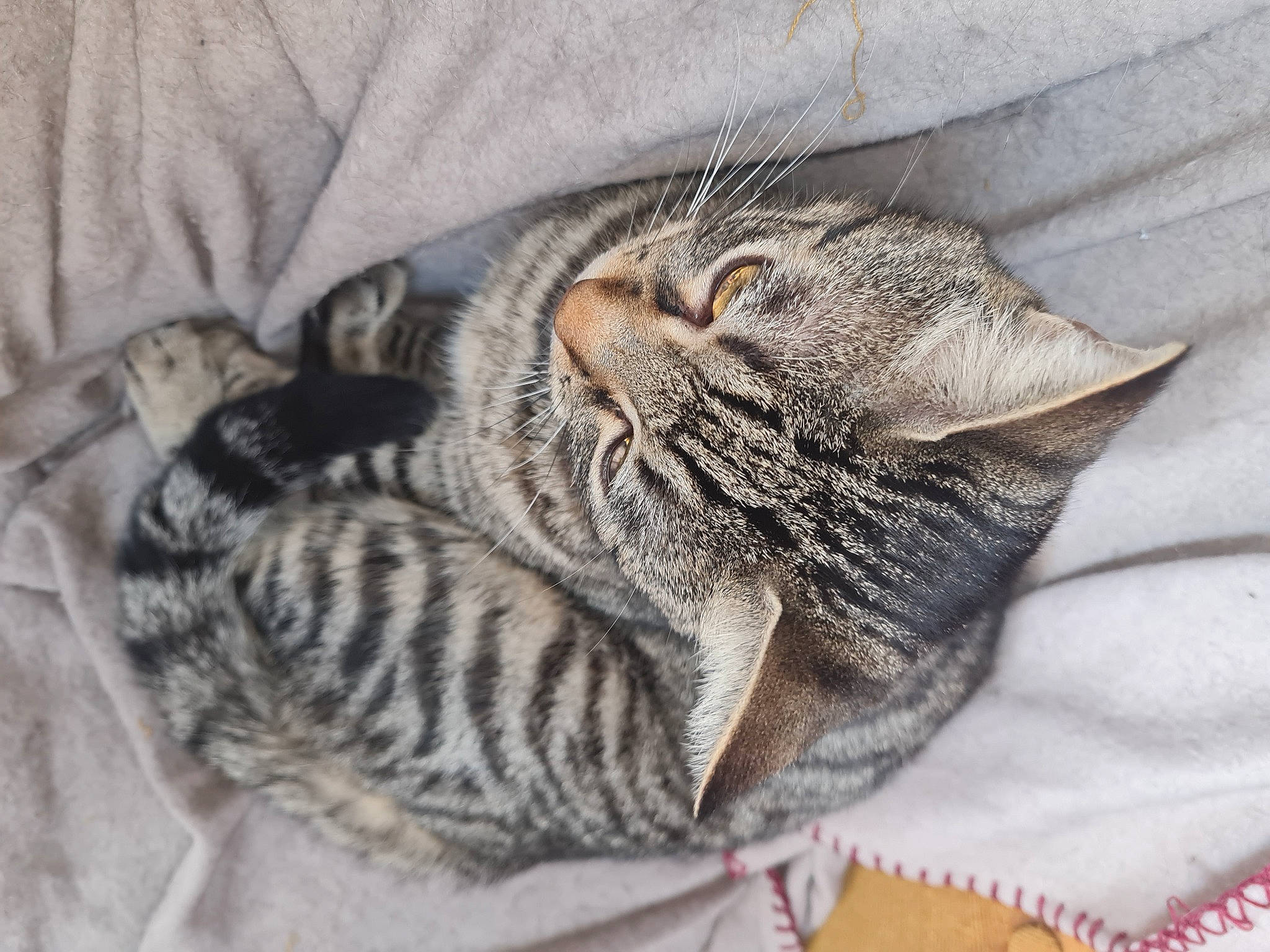 Coca participe au concours pour gagner de l'argent avec cette photo : carnivore, cat, cat_bed, cat_supply, claw, comfort, domestic_short_haired_cat, felidae, fur, grey, linens, nap, pattern, paw, sleep, small_to_medium_sized_cats, snout, tail, terrestrial_animal, whiskers