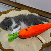 Billy joined the competition — help win amazing prizes! kitten, cat, sleeping, plush_toy, carrot, mat, indoor, pet, cute, cozy, gray_cat, white_fur, animal, soft_texture, toy, nap, floor, home, resting, feline