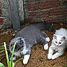 cat, kitten, gray_cat, white_cat, fluffy, blue_eyes, pets, animals, outdoor, dirt, plants, brick_wall, resting, cute, small_animals, fur, nature, relaxed, two_animals, young_animals