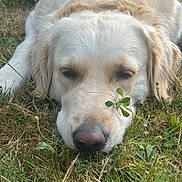 Tia a rejoint le concours — aidez-le/la à gagner de superbes lots ! dog, golden_retriever, sleeping, lying_down, grass, outdoors, garden, clover, nose, fur, cream_colored, close_up, pet, animal, relaxed, peaceful, natural_light, portrait, phone_screenshot, gallery_interface