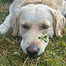 dog, golden_retriever, sleeping, lying_down, grass, outdoors, garden, clover, nose, fur, cream_colored, close_up, pet, animal, relaxed, peaceful, natural_light, portrait, phone_screenshot, gallery_interface