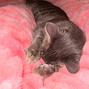 George is registered to the contest to win money with this photo: cat, gray_cat, sleeping, fluffy_blanket, pink_blanket, cozy, soft_texture, indoor, pet, fur, animal, resting, paws, cute, relaxation, closeup, comfort, warm, nap, domestic_cat
