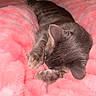 cat, gray_cat, sleeping, fluffy_blanket, pink_blanket, cozy, soft_texture, indoor, pet, fur, animal, resting, paws, cute, relaxation, closeup, comfort, warm, nap, domestic_cat