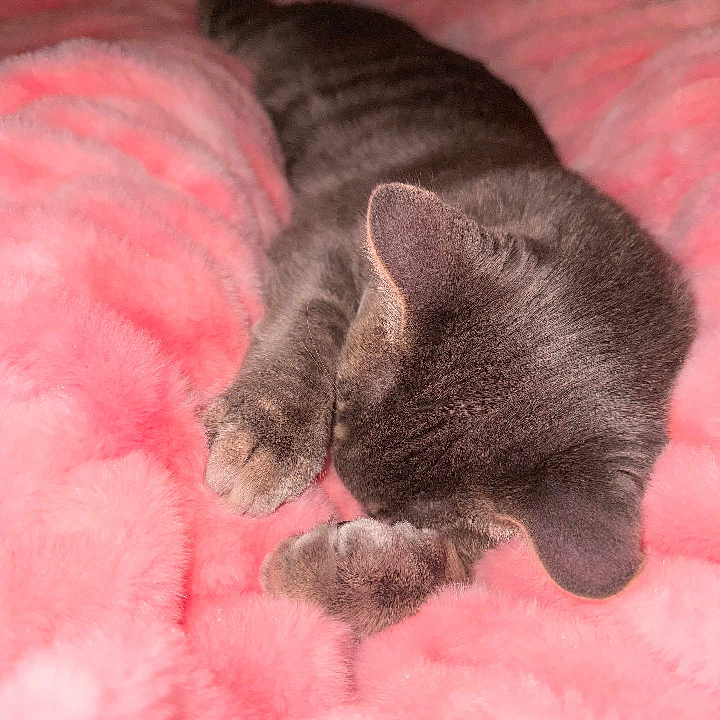 George is registered to the contest to win money with this photo: cat, gray_cat, sleeping, fluffy_blanket, pink_blanket, cozy, soft_texture, indoor, pet, fur, animal, resting, paws, cute, relaxation, closeup, comfort, warm, nap, domestic_cat