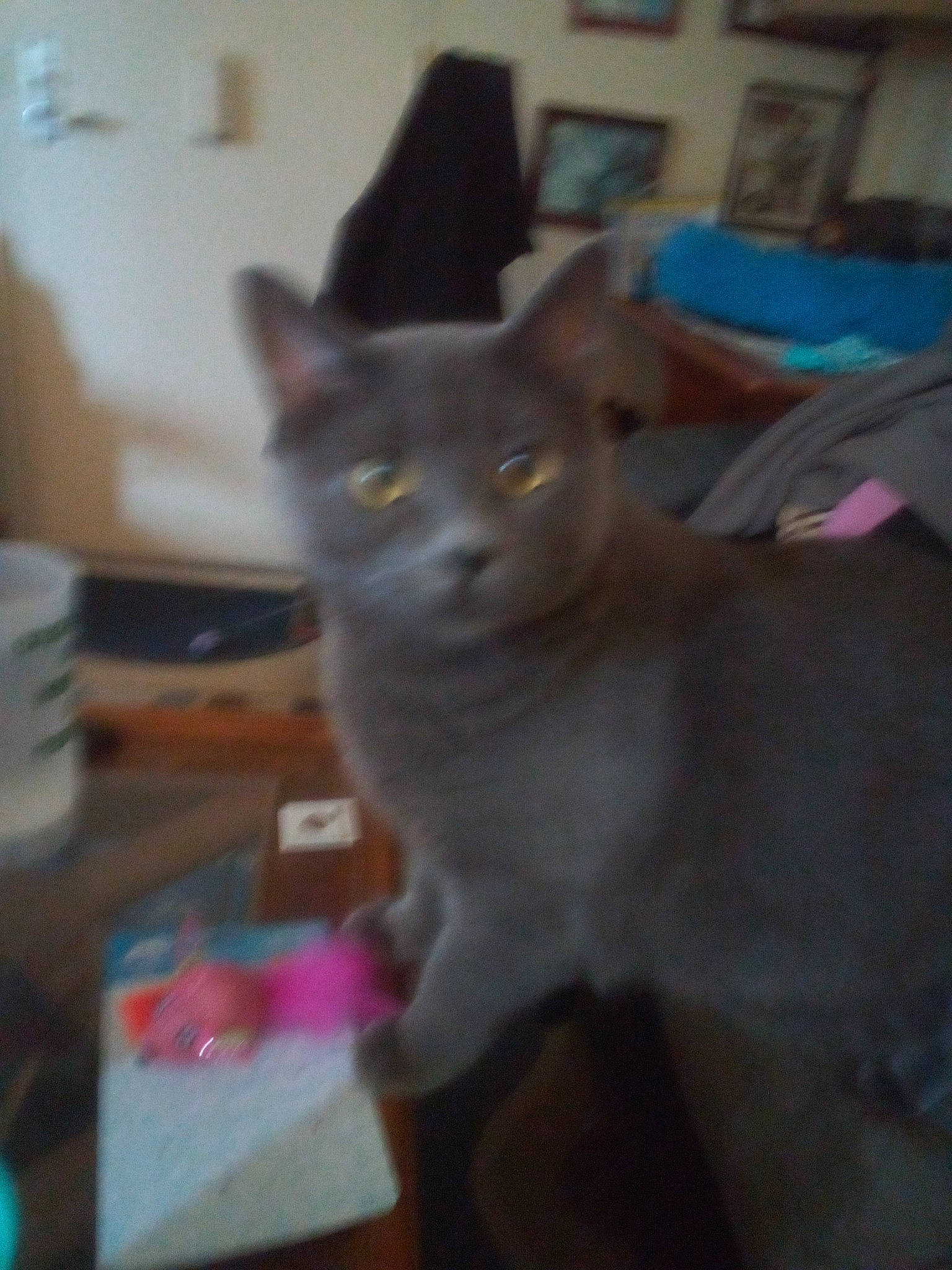 Jax is registered to the contest to win money with this photo: carnivore, cat, domestic_short_haired_cat, fawn, felidae, russian_blue, small_to_medium_sized_cats, tail, whiskers