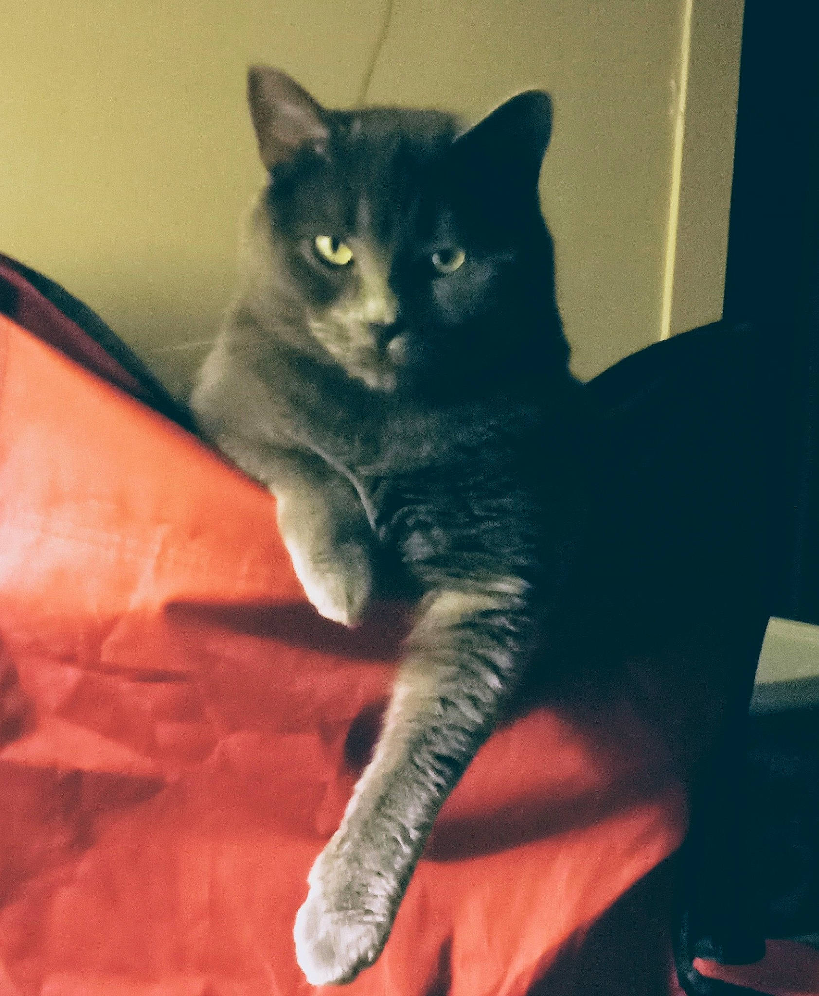 Jax joined the competition — help win amazing prizes! black_cat, carnivore, cat, comfort, domestic_short_haired_cat, electric_blue, eye, felidae, fur, grey, head, human_leg, iris, leg, sitting, small_to_medium_sized_cats, snout, stairs, tail, whiskers