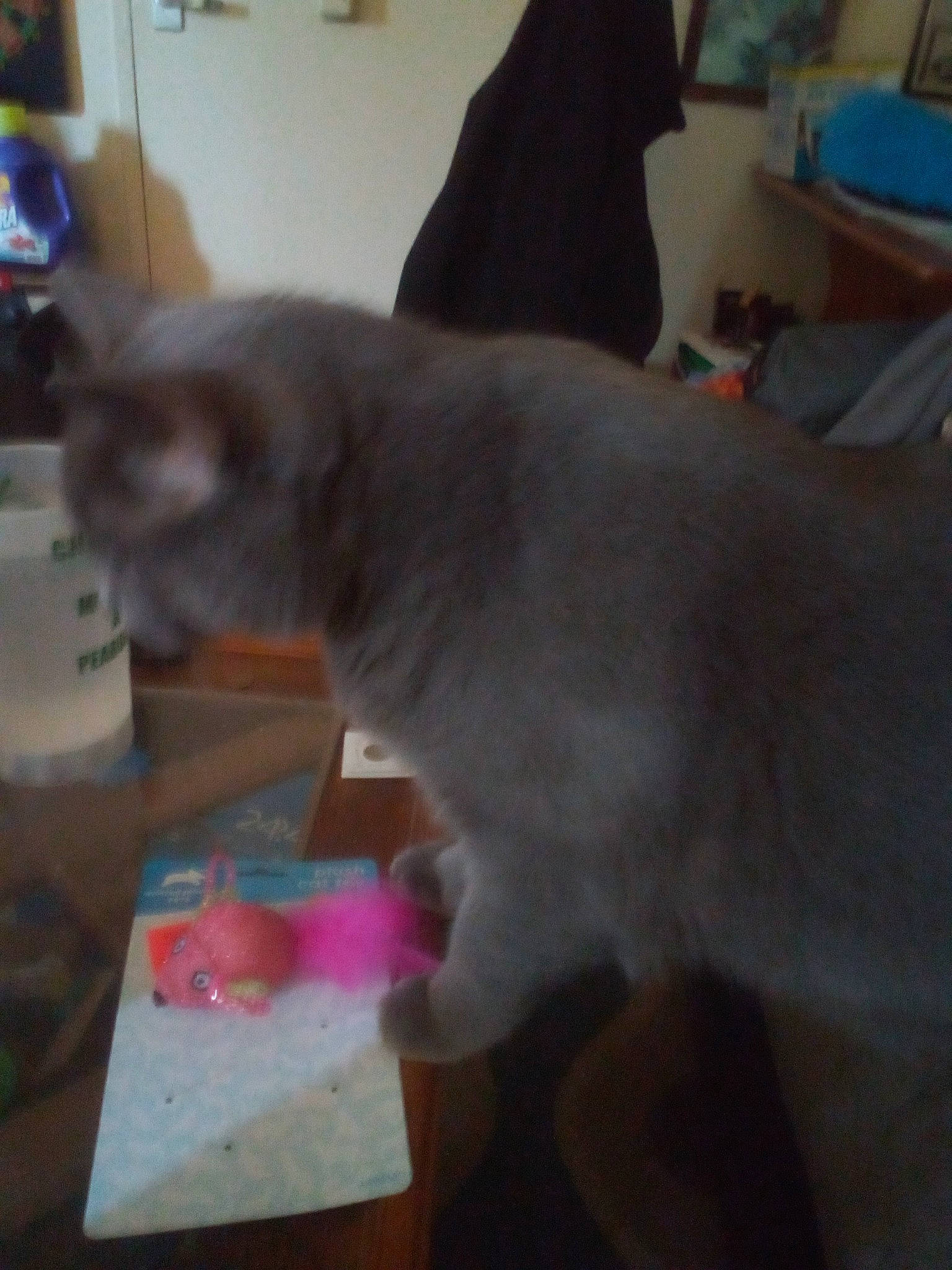 Jax joined the competition — help win amazing prizes! box, canidae, carnivore, cat, cat_toy, chartreux, companion_dog, dog_breed, domestic_short_haired_cat, fawn, felidae, flooring, fur, russian_blue, small_to_medium_sized_cats, snout, sporting_group, table, tail, whiskers