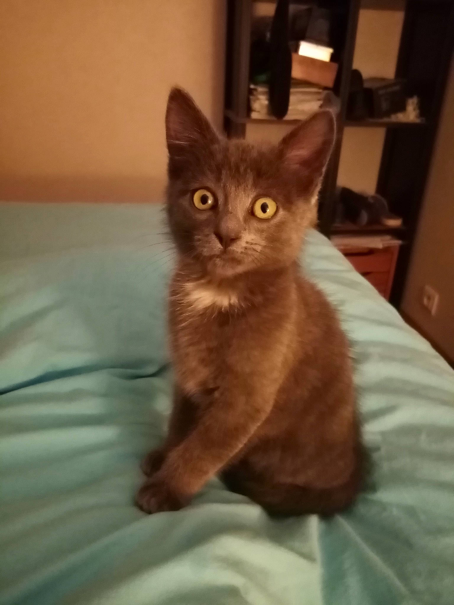 Merlin participe au concours pour gagner de l'argent avec cette photo : black_cat, carnivore, cat, cat_supply, claw, comfort, domestic_short_haired_cat, eye, fawn, felidae, flooring, fur, sitting, small_to_medium_sized_cats, snout, tail, terrestrial_animal, whiskers, window, wood