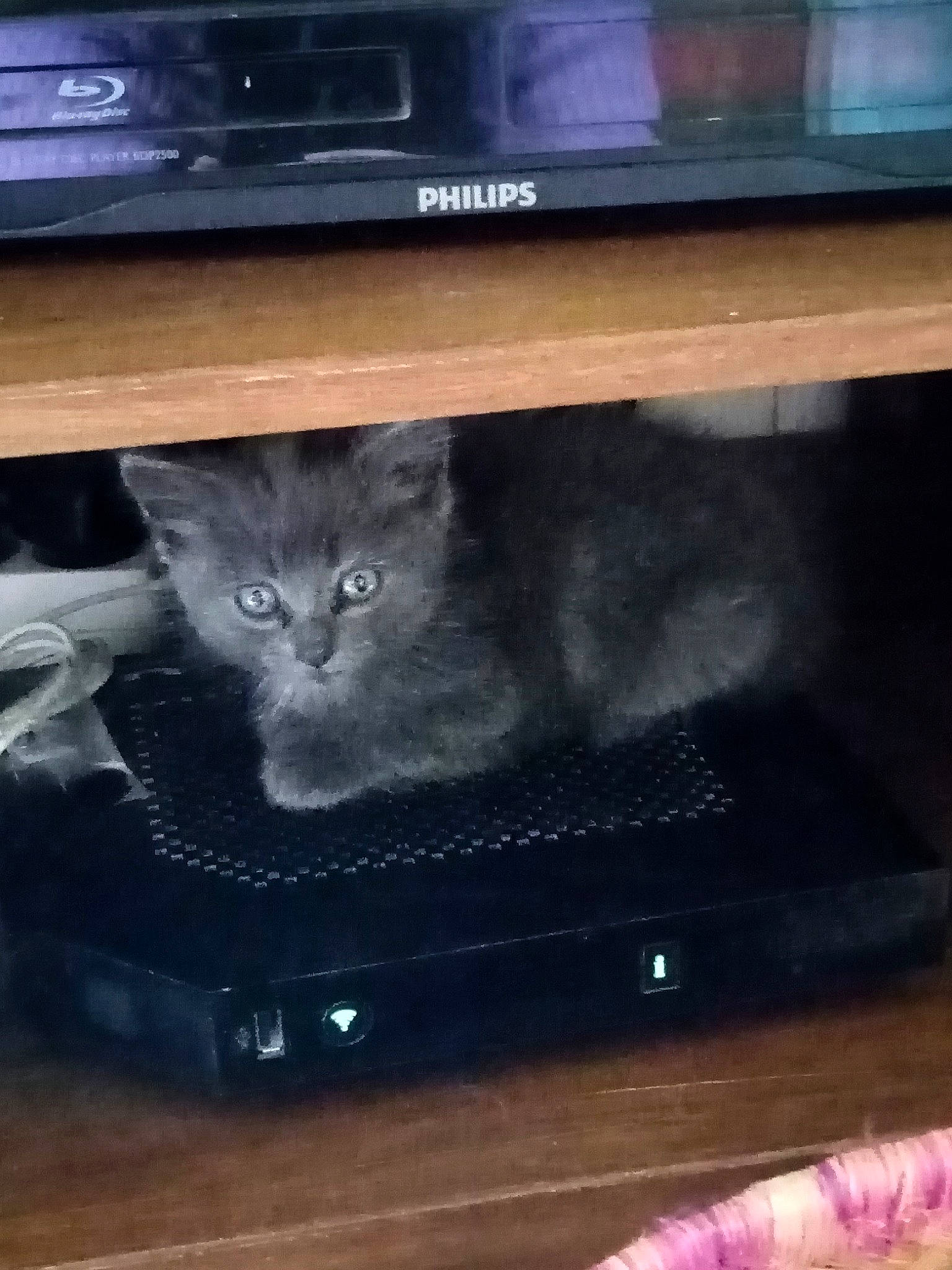 Merlin a rejoint le concours — aidez-le/la à gagner de superbes lots ! audio_equipment, carnivore, cat, digital_video_recorder, display_device, domestic_short_haired_cat, electronic_instrument, felidae, fur, gadget, grey, hardwood, home_appliance, room, small_to_medium_sized_cats, tail, television, television_set, whiskers, wood