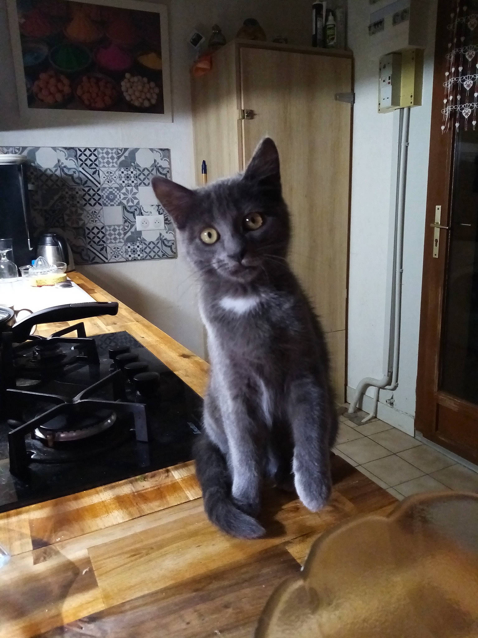 Merlin participe au concours pour gagner de l'argent avec cette photo : black_cat, carnivore, cat, cat_supply, chair, domestic_short_haired_cat, door, felidae, floor, flooring, fur, grey, hardwood, room, small_to_medium_sized_cats, snout, table, tail, whiskers, wood