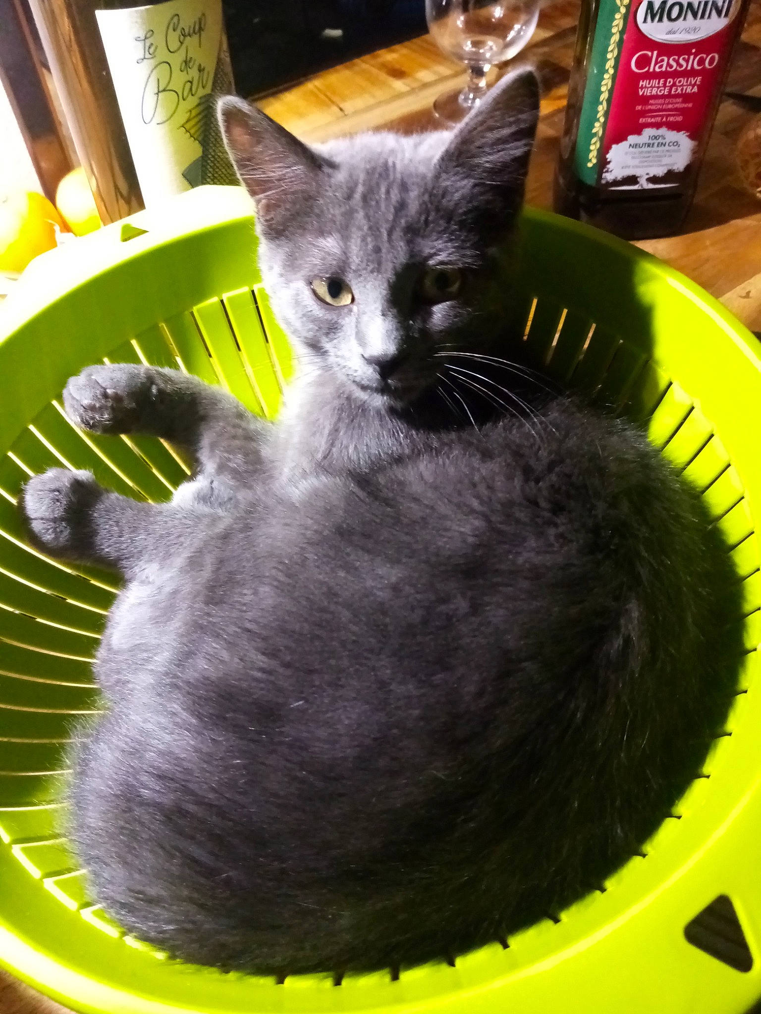 Merlin a rejoint le concours — aidez-le/la à gagner de superbes lots ! black_cat, bottle, carnivore, cat, cat_bed, cat_furniture, cat_supply, cat_toy, comfort, domestic_short_haired_cat, felidae, fur, green, pet_supply, small_to_medium_sized_cats, snout, tail, whiskers, window, yellow