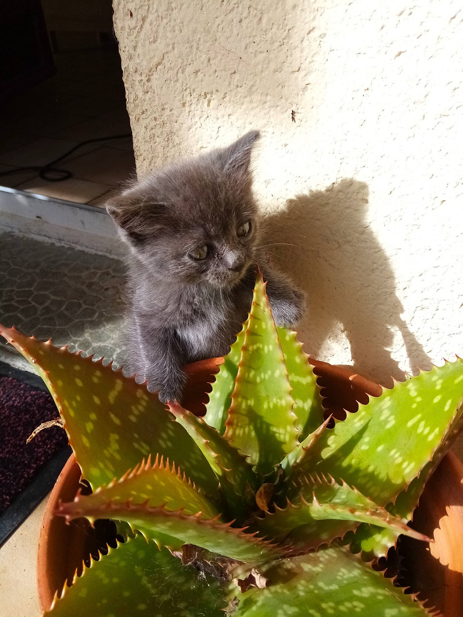 Merlin a rejoint le concours — aidez-le/la à gagner de superbes lots ! annual_plant, carnivore, cat, domestic_short_haired_cat, felidae, flowering_plant, flowerpot, fur, herb, houseplant, perennial_plant, plant, plant_stem, small_to_medium_sized_cats, tail, terrestrial_animal, terrestrial_plant, whiskers