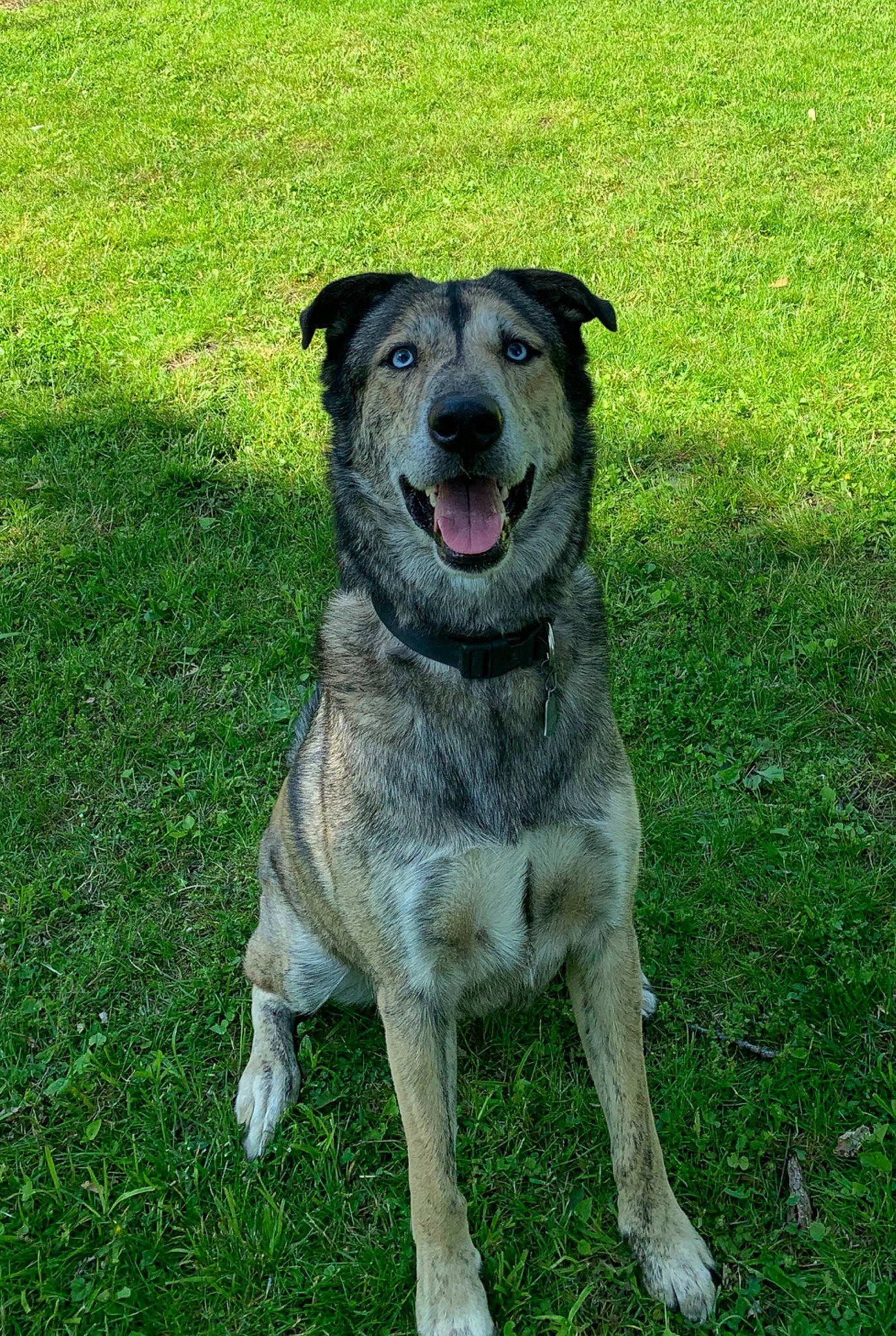 Remington joined the competition — help win amazing prizes! australian_cattle_dog, canidae, carnivore, dog, dog_breed, grass, mammal, plant, rare_breed_dog, snout, sporting_group, vertebrate, working_dog