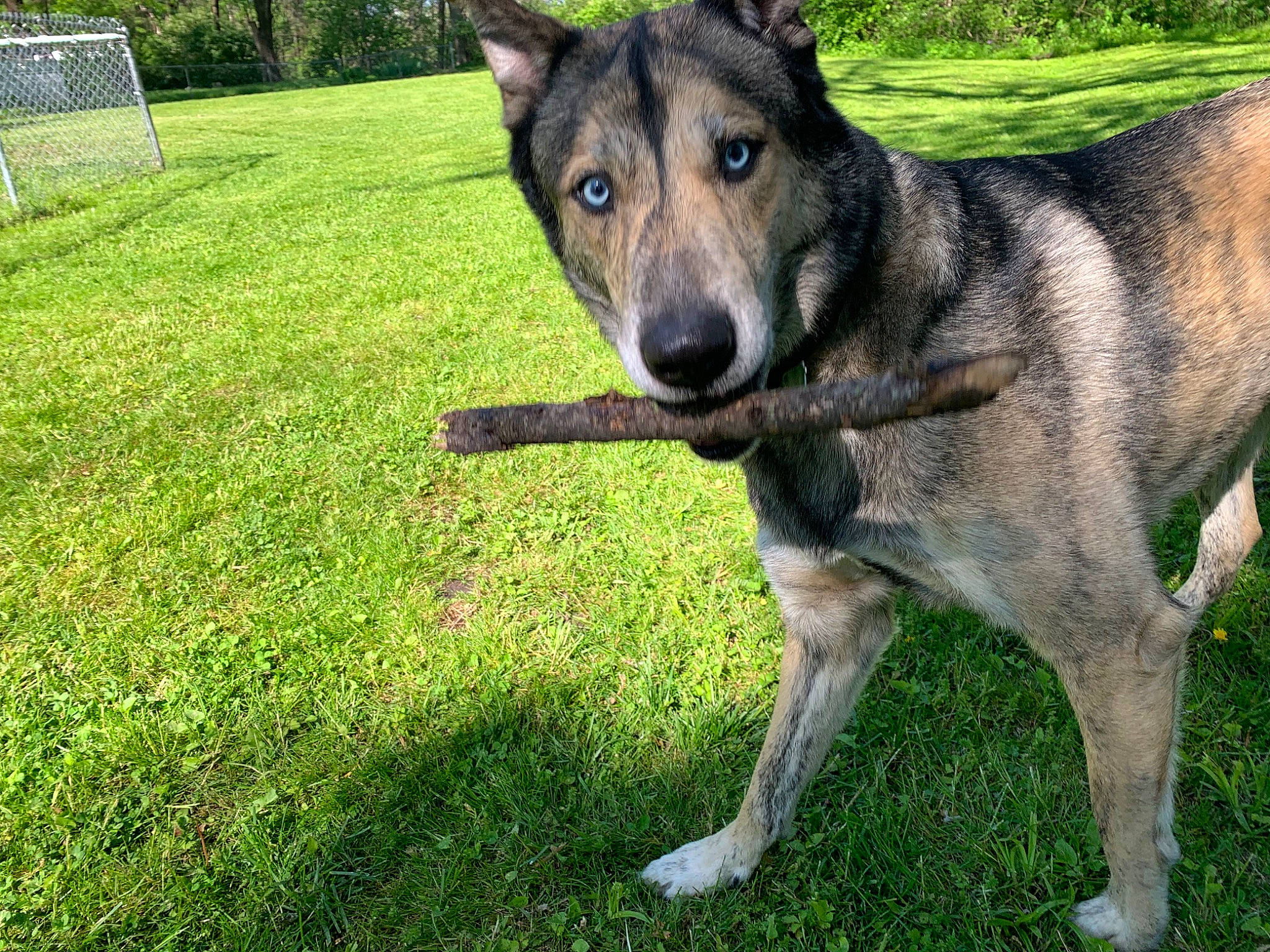 Remington joined the competition — help win amazing prizes! canidae, carnivore, czechoslovakian_wolfdog, dog, dog_breed, east_european_shepherd, jamthund, kunming_wolfdog, mammal, native_american_indian_dog, norwegian_elkhound, rare_breed_dog, saarloos_wolfdog, seppala_siberian_sleddog, shiloh_shepherd_dog, siberian_husky, tamaskan_dog, vertebrate, west_siberian_laika, wolfdog