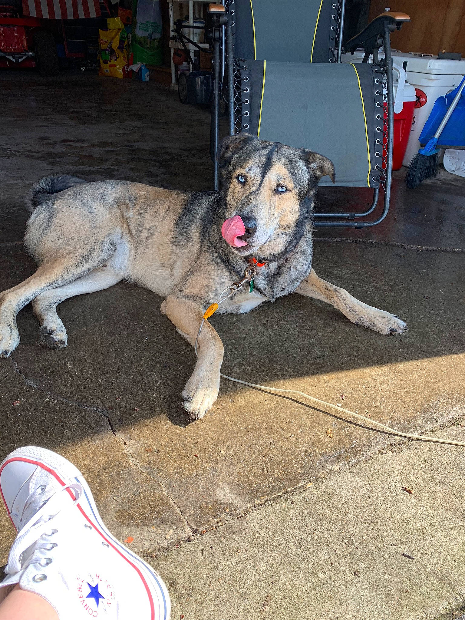 Remington joined the competition — help win amazing prizes! canidae, carnivore, czechoslovakian_wolfdog, dog, dog_breed, mammal, northern_inuit_dog, saarloos_wolfdog, snout, street_dog, tamaskan_dog, wolfdog