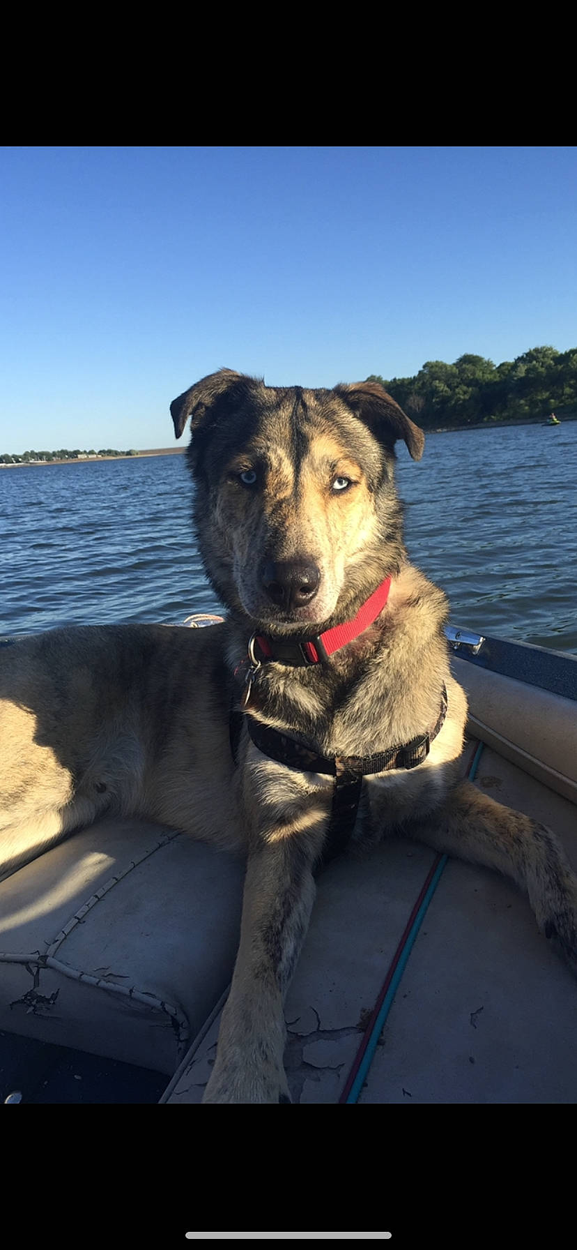 Remington joined the competition — help win amazing prizes! canidae, carnivore, dog, dog_breed, fawn, mountain_cur, potcake_dog, snout, sporting_group, vehicle