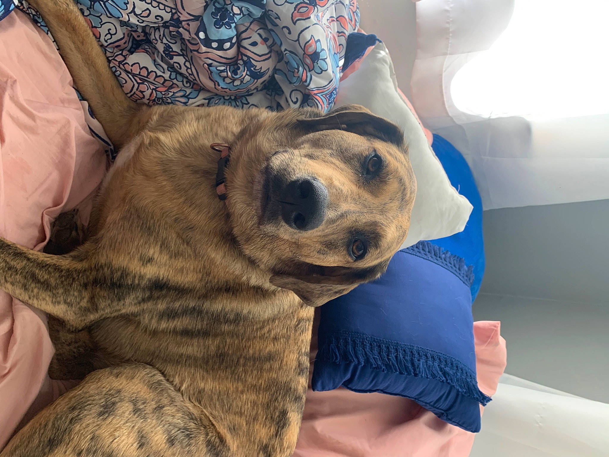 Peanut is registered to the contest to win money with this photo: american_bulldog, bulldog, canidae, carnivore, companion_dog, dog, dog_breed, english_mastiff, fawn, french_bulldog, nap, non_sporting_group, old_english_bulldog, olde_english_bulldogge, paw, puppy, puppy_love, snout