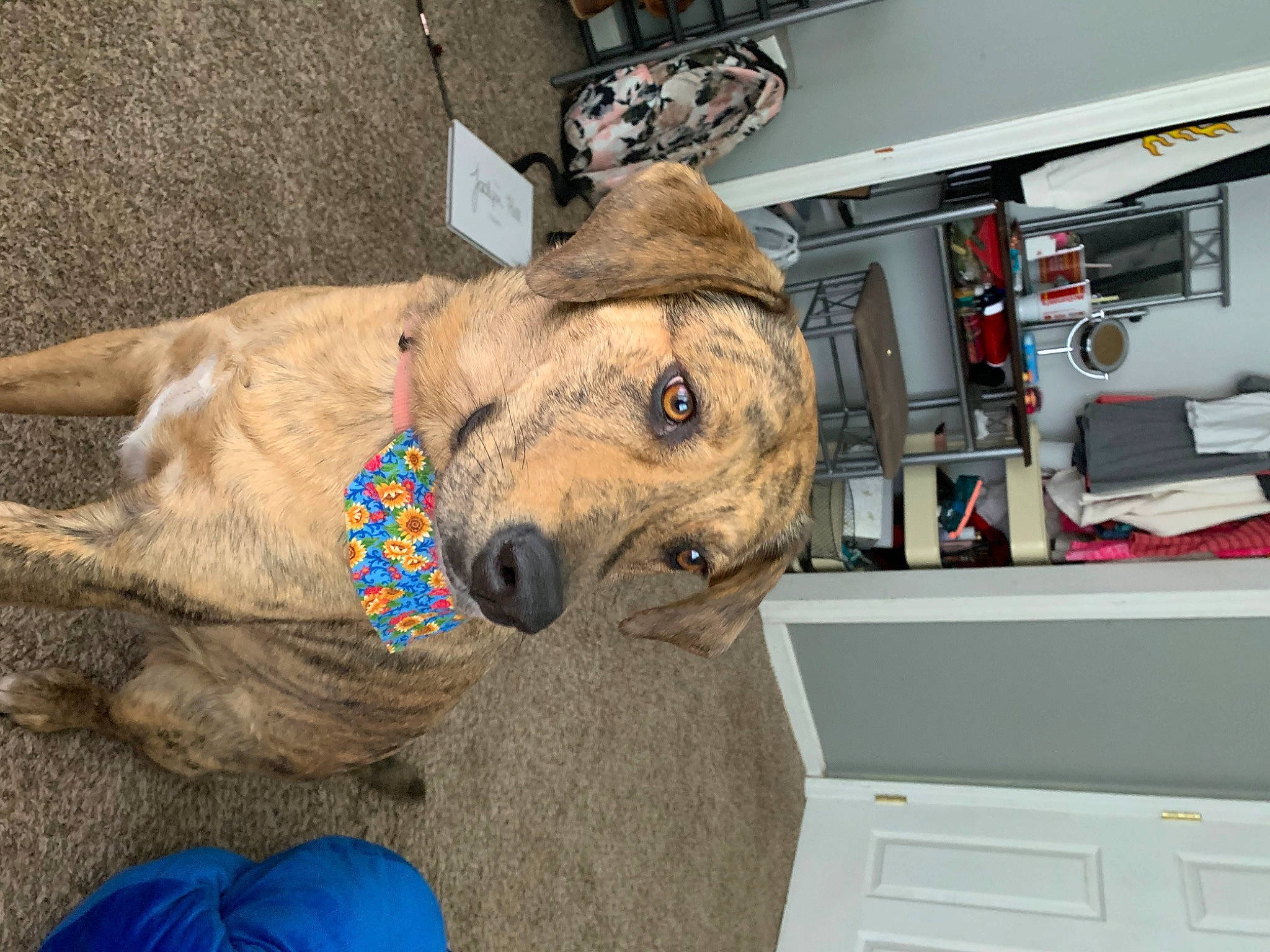 Peanut joined the competition — help win amazing prizes! canidae, carnivore, dog, dog_breed, fawn, snout, sporting_group