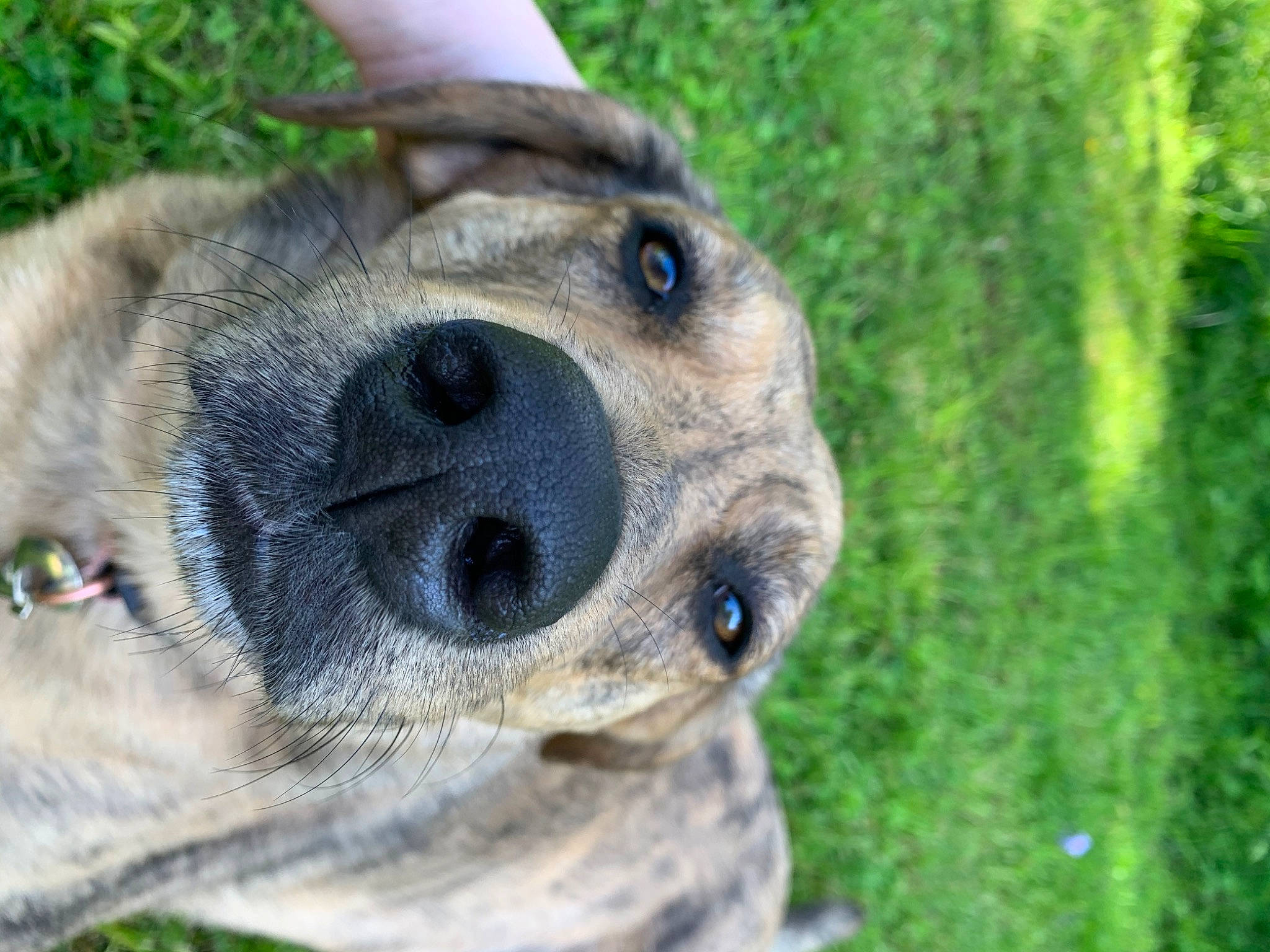 Peanut is registered to the contest to win money with this photo: black_mouth_cur, canidae, carnivore, companion_dog, dog, dog_breed, eye, fawn, grass, mammal, mountain_cur, nose, snout, whiskers