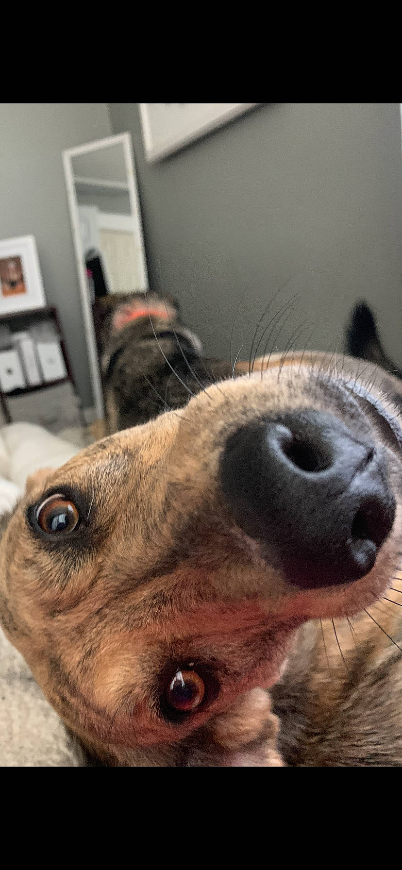 Peanut is registered to the contest to win money with this photo: canidae, carnivore, close_up, dachshund, dog, dog_breed, eye, fur, head, lurcher, nose, puppy, selfie, snout, street_dog, whiskers