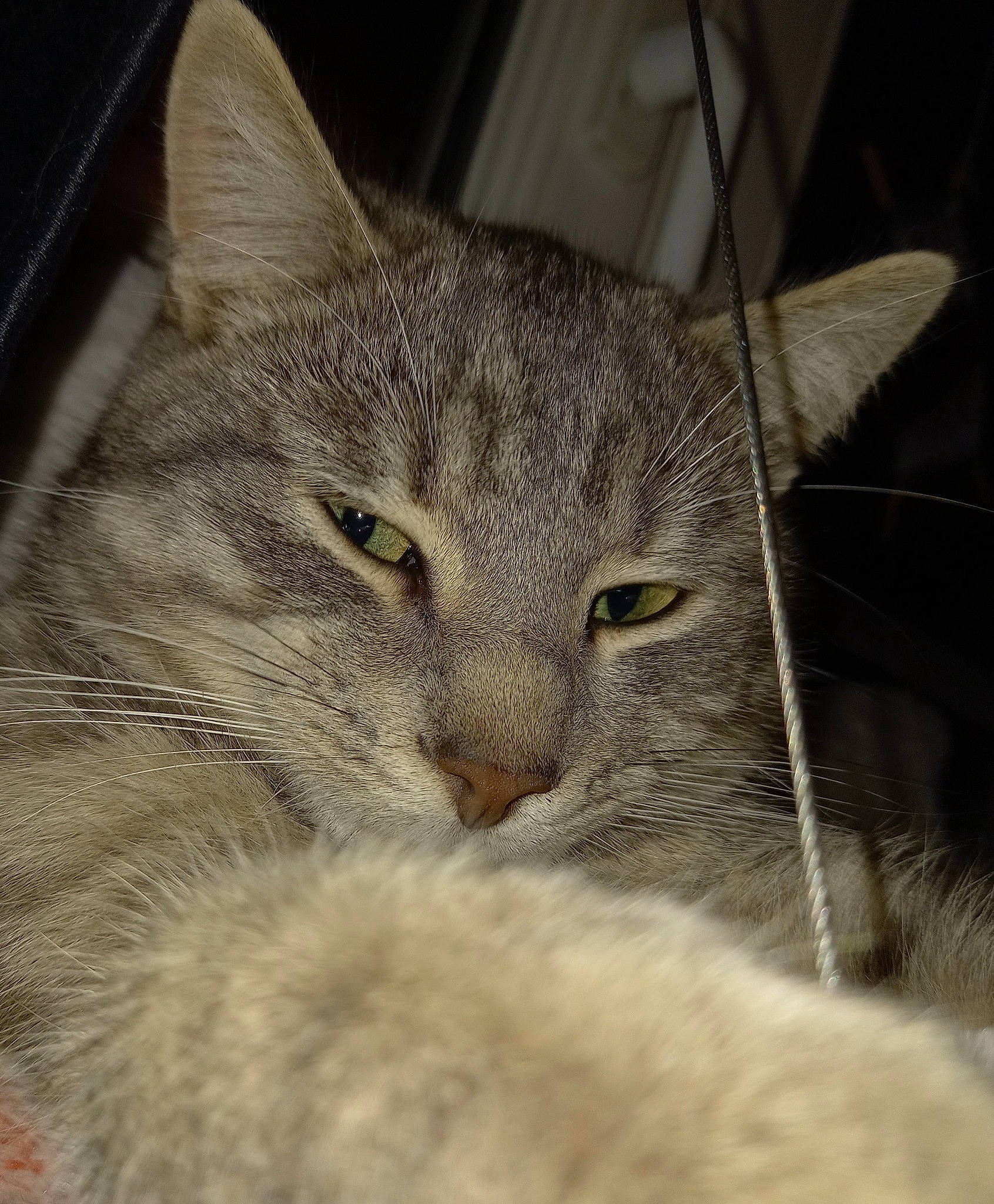 Képi a rejoint le concours — aidez-le/la à gagner de superbes lots ! carnivore, cat, cat_supply, domestic_short_haired_cat, felidae, fur, nap, paw, small_to_medium_sized_cats, snout, terrestrial_animal, tree, whiskers, wildlife, window