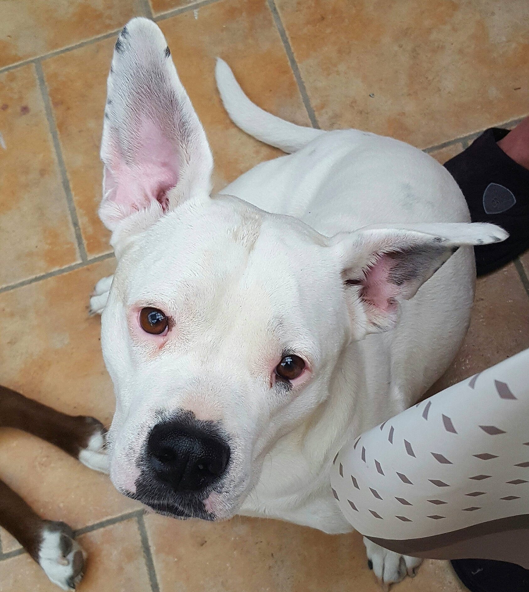 Kurt a rejoint le concours — aidez-le/la à gagner de superbes lots ! american_bulldog, bull_and_terrier, bully_kutta, canidae, carnivore, cordoba_fighting_dog, dog, dog_breed, dogo_argentino, dogo_guatemalteco, ear, fawn, gull_terr, mammal, non_sporting_group, nose, pit_bull, rare_breed_dog, snout, vertebrate