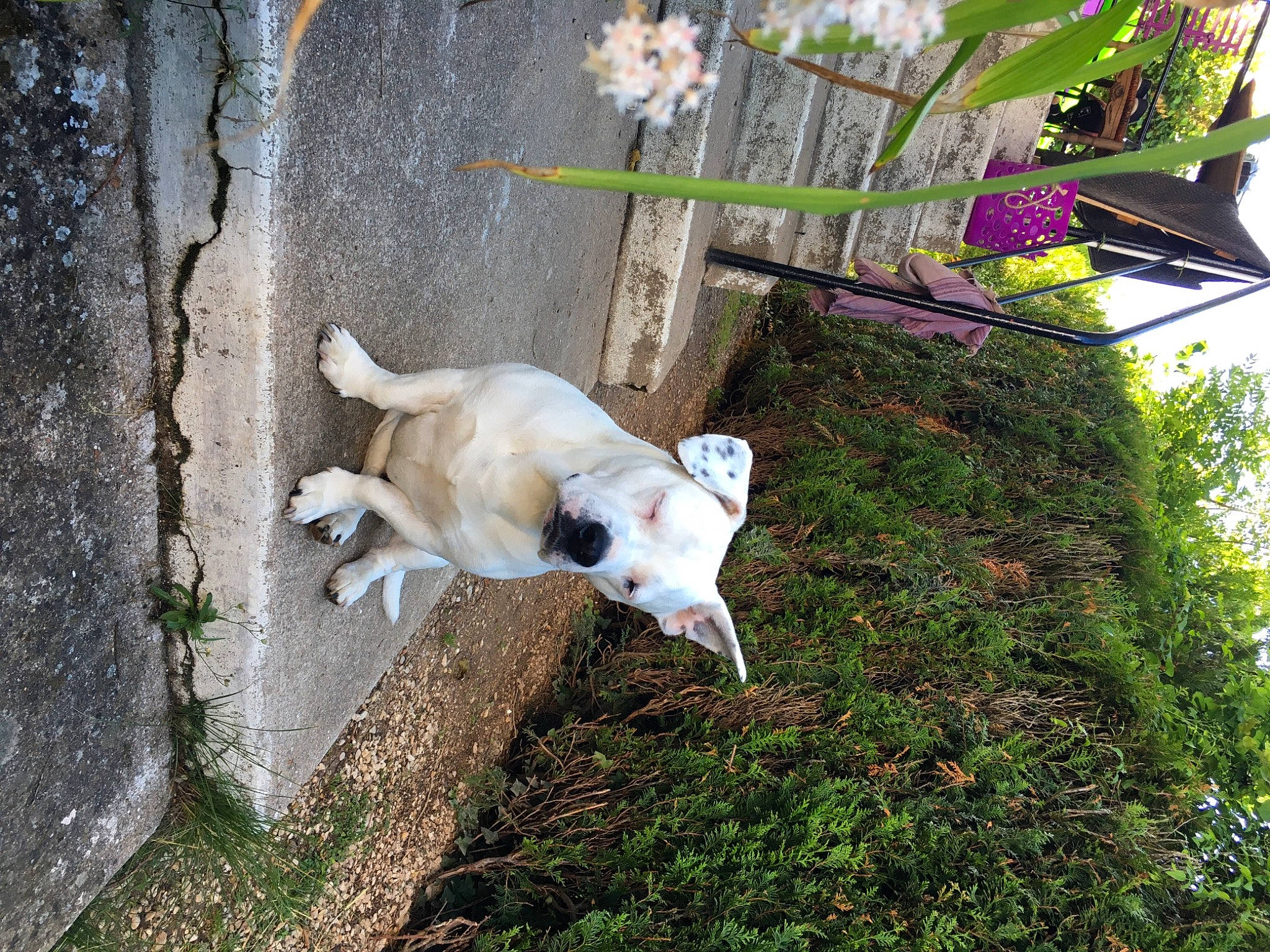 Kurt a rejoint le concours — aidez-le/la à gagner de superbes lots ! backyard, canidae, carnivore, collar, companion_dog, dog, dog_breed, dog_collar, dog_supply, fawn, flower, grass, non_sporting_group, pet_supply, plant, snout, sporting_group, tail, tree, working_animal