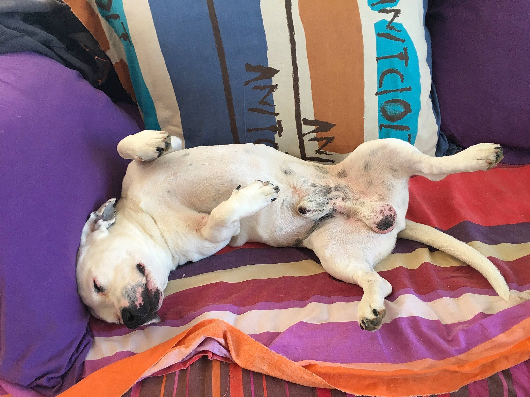 Kurt a rejoint le concours — aidez-le/la à gagner de superbes lots ! bed, canidae, carnivore, comfort, companion_dog, couch, dog, dog_breed, dog_supply, fawn, guard_dog, linens, mammal, nap, paw, sporting_group, tail, toy_dog, vertebrate, working_animal