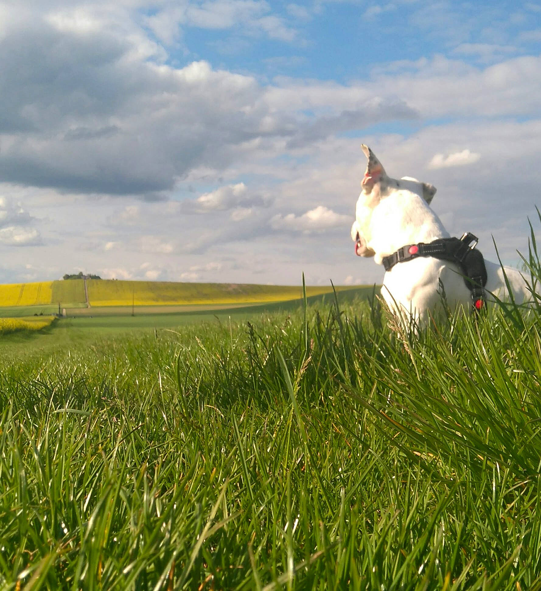 Kurt a rejoint le concours — aidez-le/la à gagner de superbes lots ! canidae, carnivore, cloud, dog, dog_breed, field, french_bulldog, grass, grass_family, grassland, meadow, non_sporting_group, pasture, plant, prairie, sky
