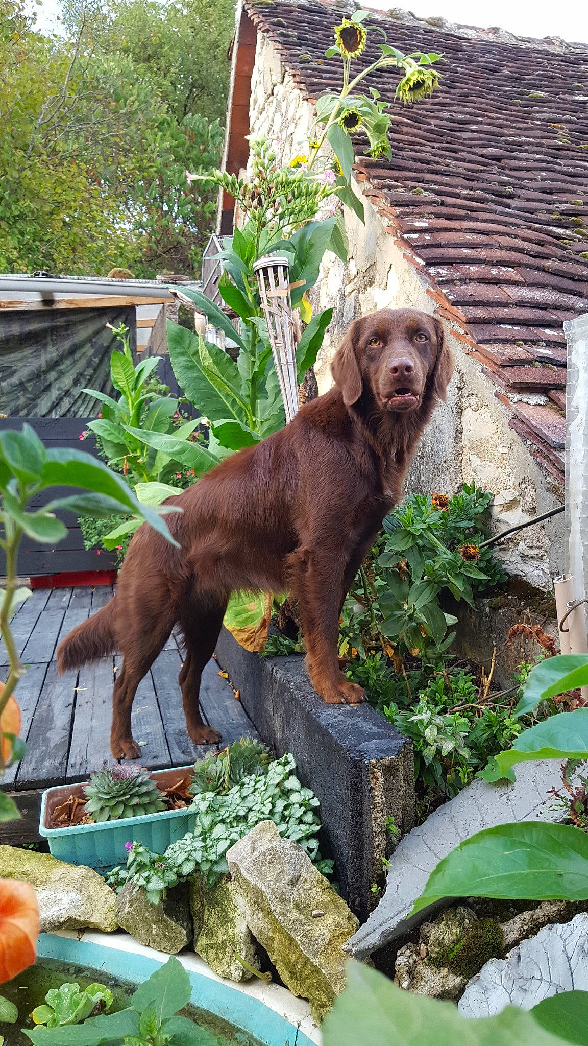 Opé a rejoint le concours — aidez-le/la à gagner de superbes lots ! canidae, carnivore, dog, dog_breed, fawn, hunting_dog, liver, mammal, plant, pointing_breed, pudelpointer, spaniel, sporting_group, vertebrate