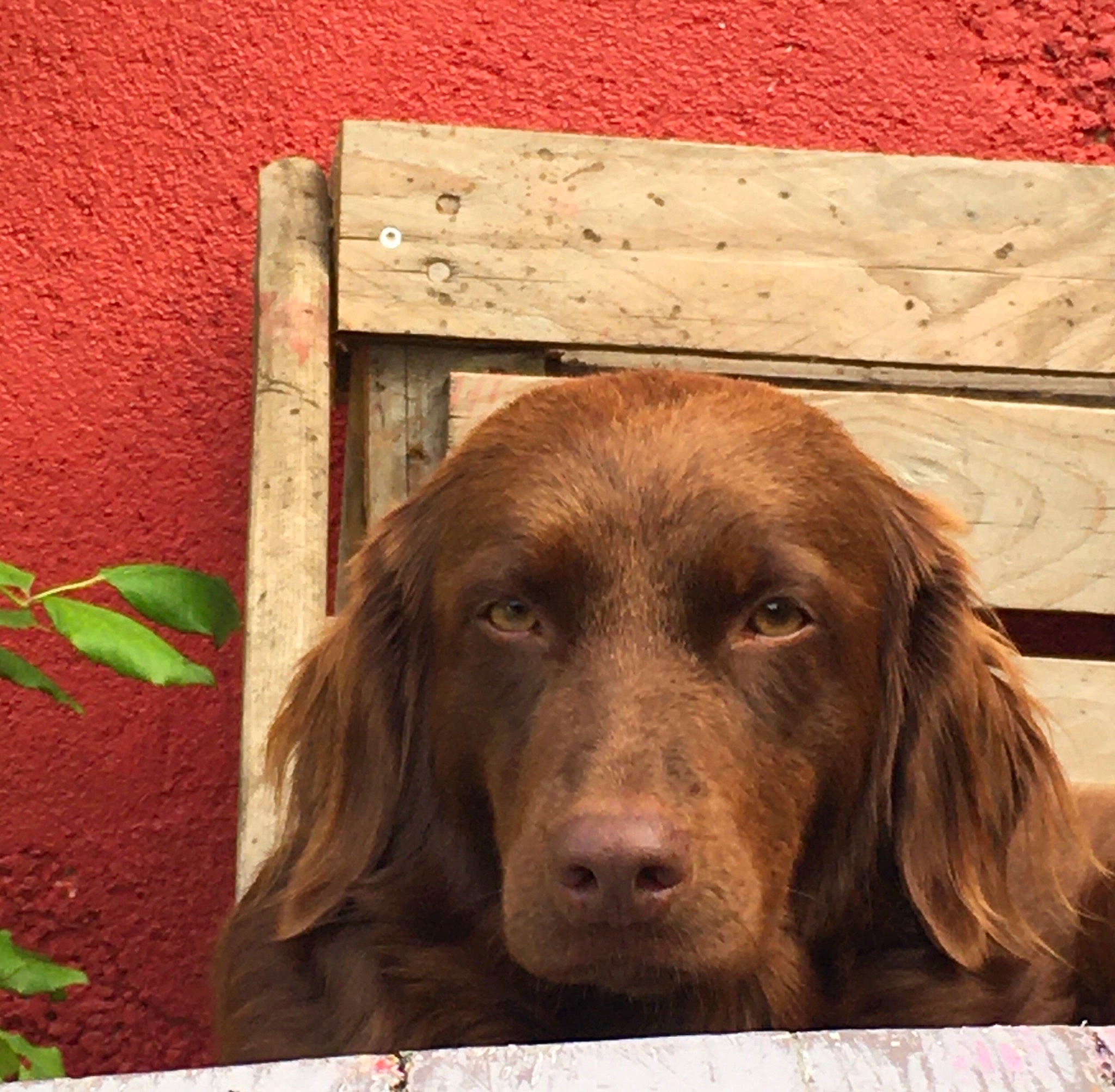 Opé participe au concours pour gagner de l'argent avec cette photo : brick, carnivore, companion_dog, dog, dog_breed, eye, fawn, fur, grass, gun_dog, hardwood, liver, rectangle, retriever, snout, sporting_group, terrestrial_animal, wood, wood_stain, working_animal
