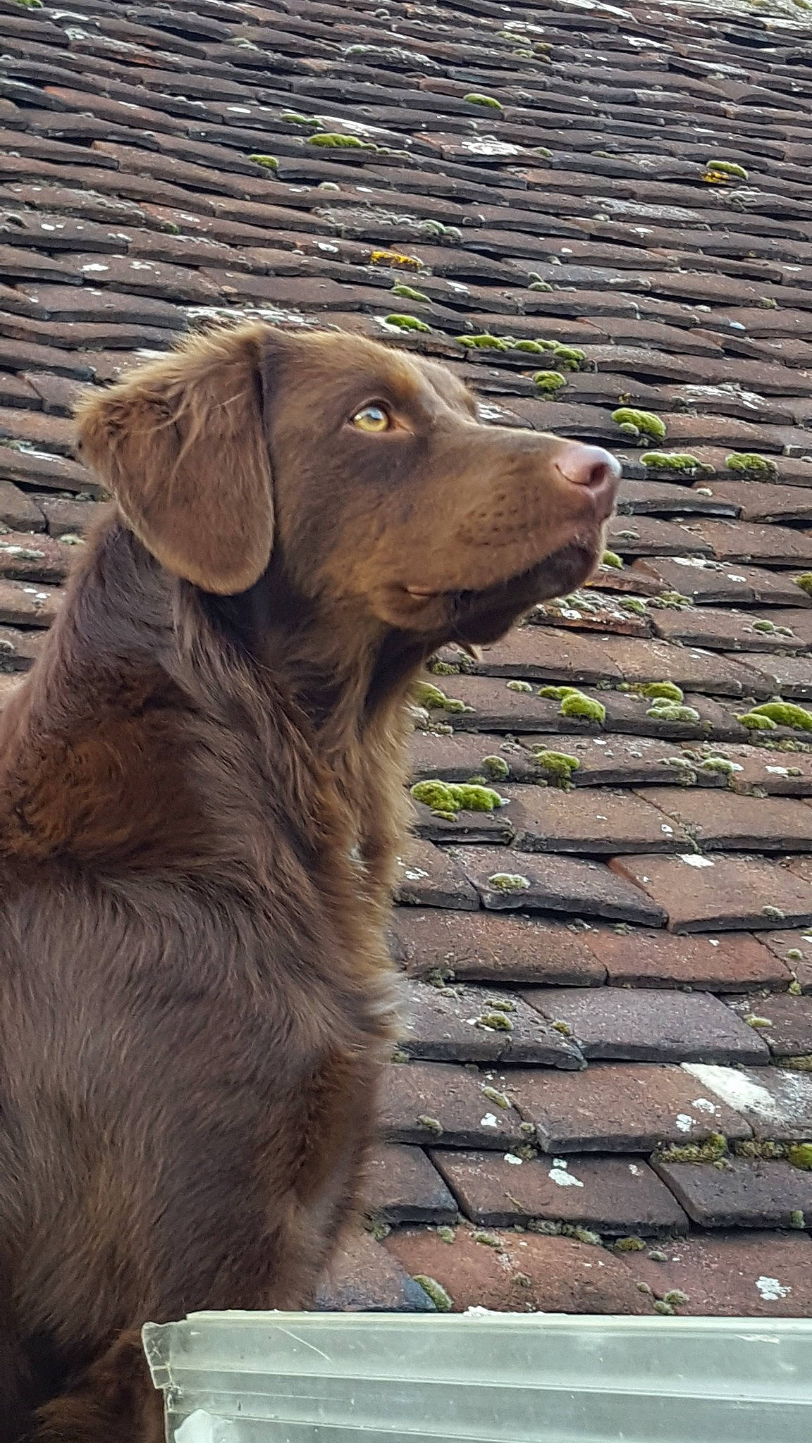 Opé participe au concours pour gagner de l'argent avec cette photo : canidae, carnivore, chesapeake_bay_retriever, companion_dog, dog, dog_breed, fawn, flat_coated_retriever, golden_retriever, labrador_retriever, liver, mammal, nova_scotia_duck_tolling_retriever, retriever, snout, sporting_group, vertebrate
