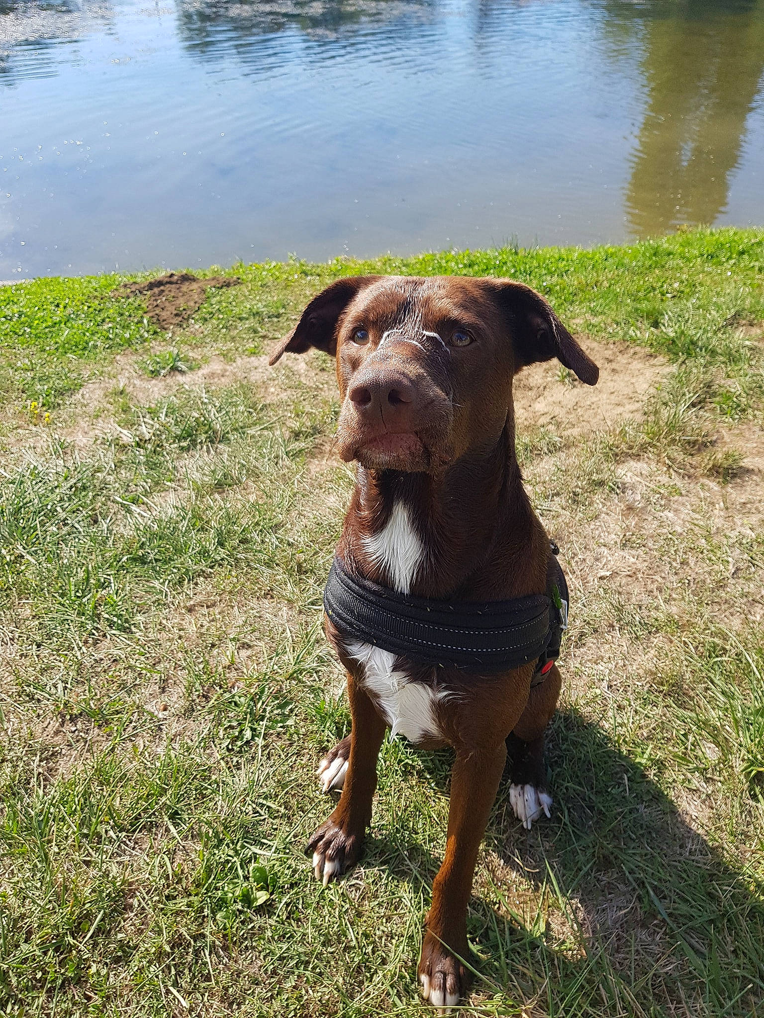 Maméne a rejoint le concours — aidez-le/la à gagner de superbes lots ! american_pit_bull_terrier, canidae, carnivore, companion_dog, dog, dog_breed, hunting_dog, mammal, patterdale_terrier, plant, rare_breed_dog, sporting_group