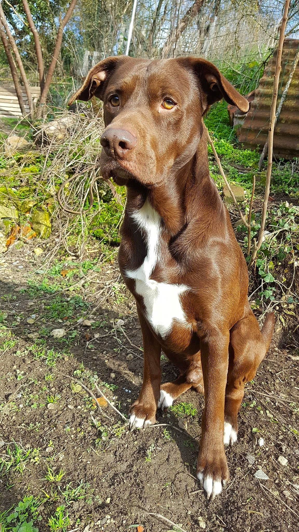 Maméne a rejoint le concours — aidez-le/la à gagner de superbes lots ! canidae, carnivore, companion_dog, dobermann, dog, dog_breed, dog_collar, eye, fawn, grass, hat, liver, pet_supply, plant, snout, sporting_group, terrestrial_animal, whiskers, working_animal, working_dog