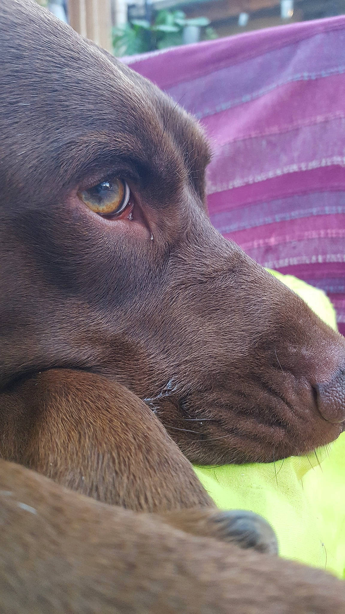 Maméne a rejoint le concours — aidez-le/la à gagner de superbes lots ! canidae, carnivore, dog, dog_breed, hunting_dog, labrador_retriever, liver, mammal, nose, pointing_breed, retriever, snout, sporting_group, vertebrate, weimaraner, whiskers