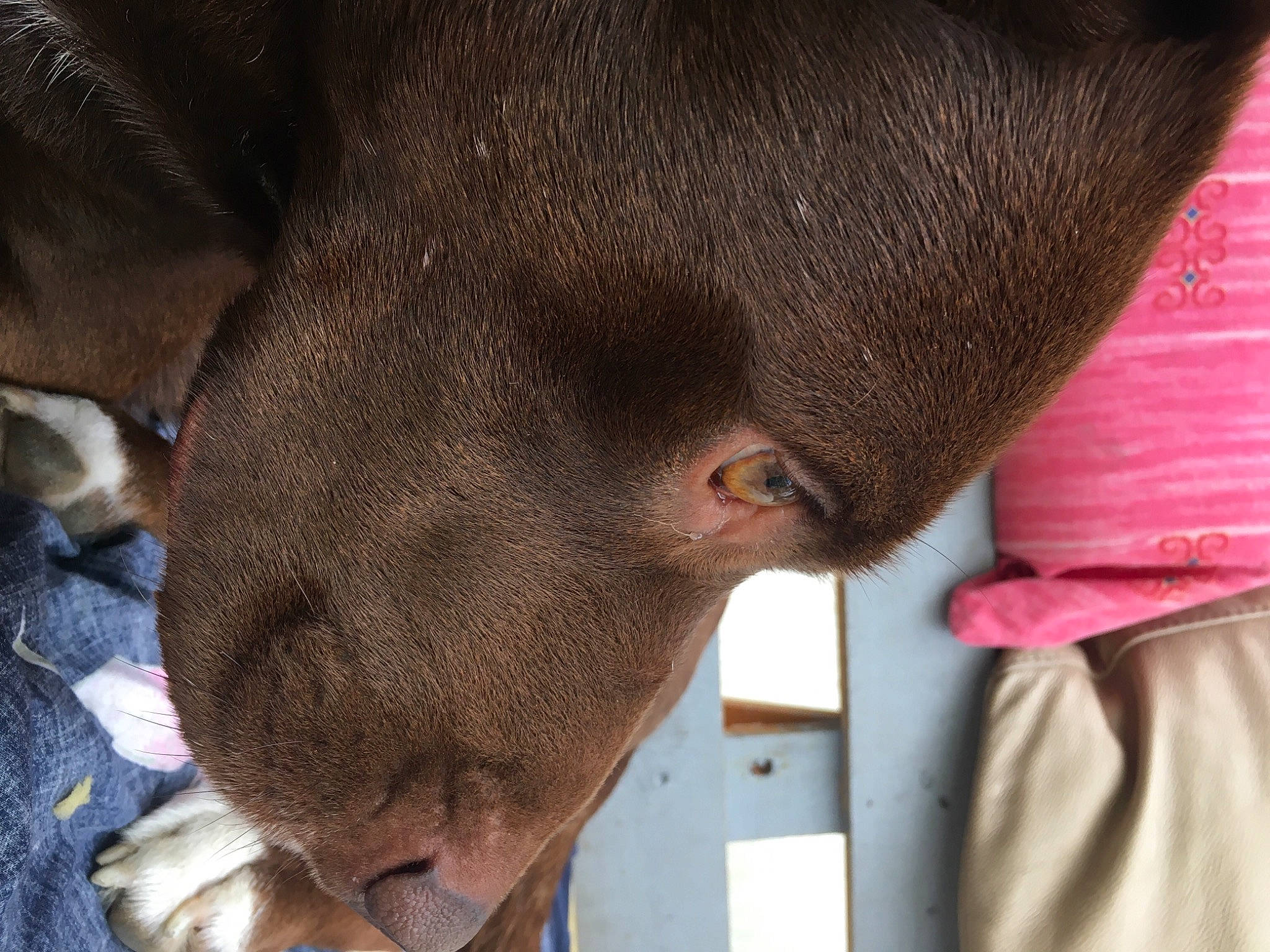 Maméne participe au concours pour gagner de l'argent avec cette photo : carnivore, collar, dog_breed, ear, eye, eyelash, fawn, felidae, fur, gesture, hat, liver, nose, small_to_medium_sized_cats, snout, sporting_group, terrestrial_animal, whiskers, working_animal, wrinkle