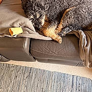 Rudy joined the competition — help win amazing prizes! blanket, chew_bone, couch, cozy, curly_fur, dog, foot, furniture, home, indoor, knitted_throw, leather, pet, red, relaxing, resting, rug, sleeping, sock, yellow