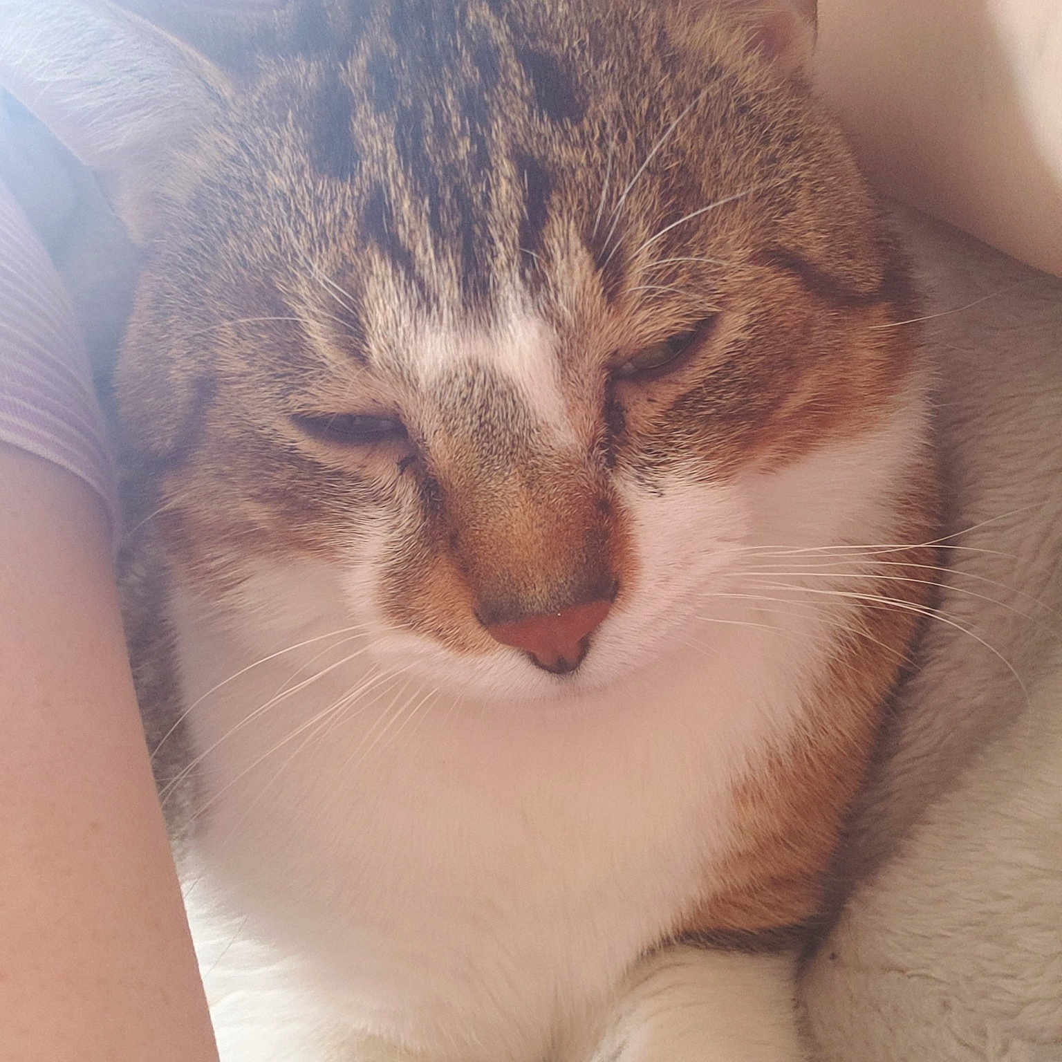 Rosco joined the competition — help win amazing prizes! carnivore, cat, close_up, domestic_short_haired_cat, european_shorthair, eye, felidae, fur, kitten, leg, nap, nose, polydactyl_cat, skin, sky, sleep, small_to_medium_sized_cats, snout, tabby_cat, whiskers