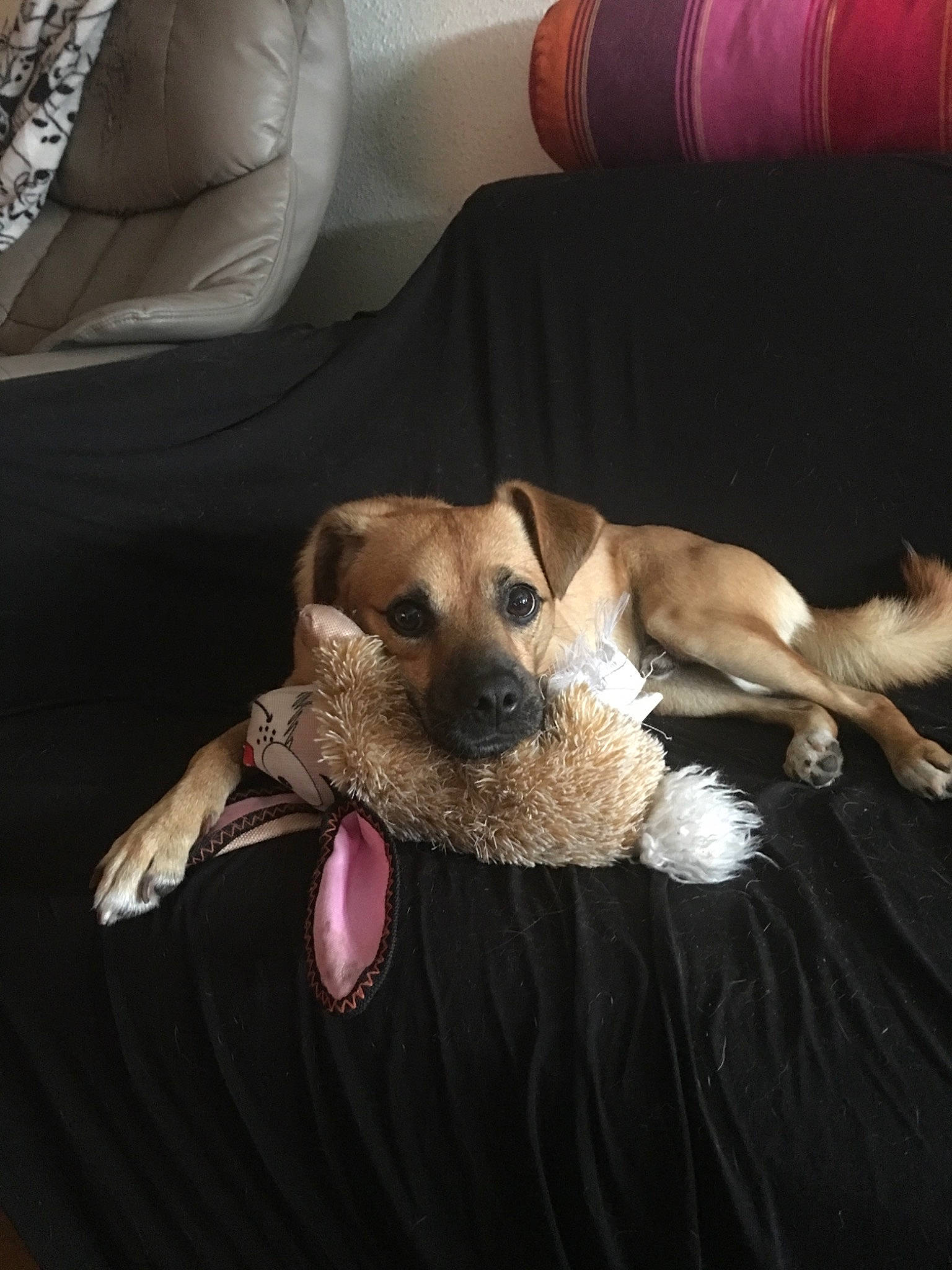 Milow participe au concours pour gagner de l'argent avec cette photo : border_terrier, canidae, carnivore, dog, dog_breed, fawn, lurcher, paw, puppy, terrier