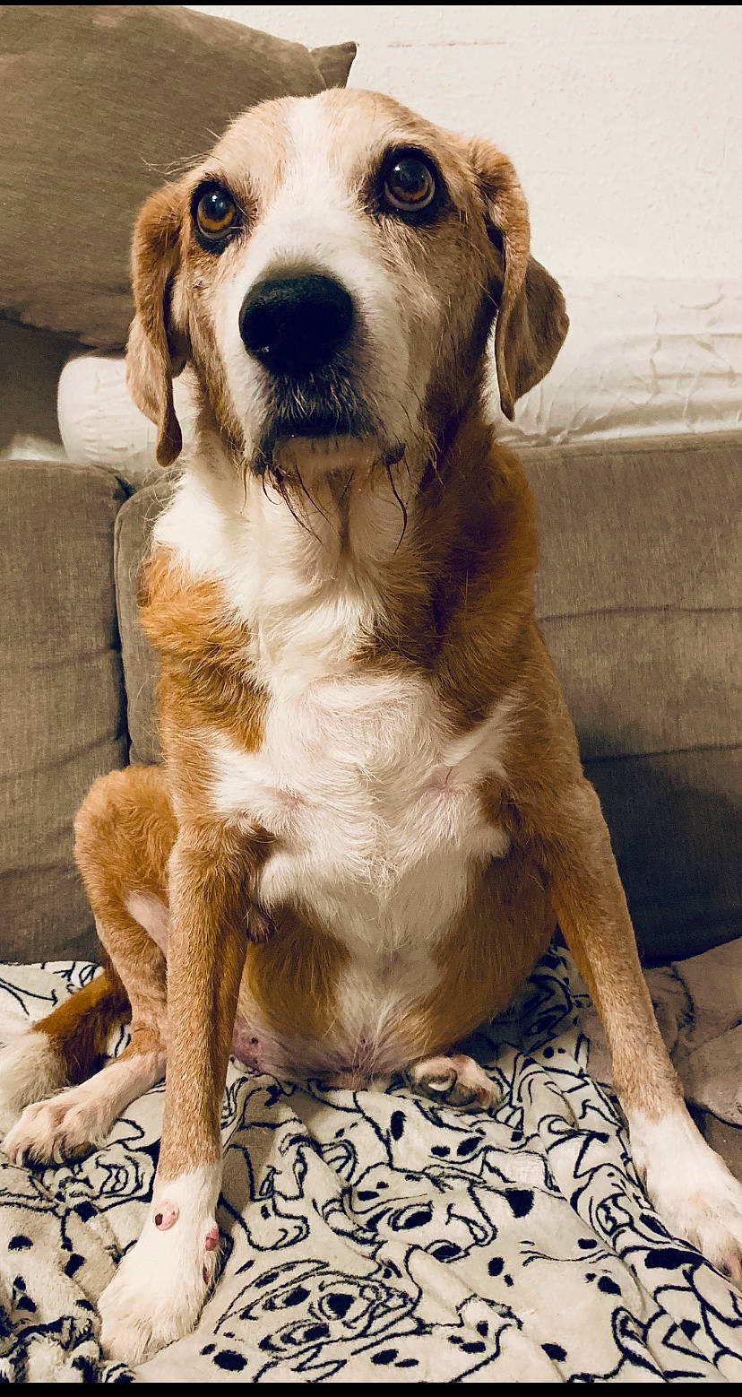 Dick a rejoint le concours — aidez-le/la à gagner de superbes lots ! ancient_dog_breeds, beagle, canidae, carnivore, companion_dog, dog, dog_breed, fawn, fur, golden_retriever, mammal, rare_breed_dog, snout, sporting_group, vertebrate