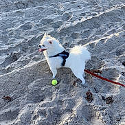 Bumble is registered to the contest to win money with this photo: dog, service_dog, white_dog, beach, sand, tennis_ball, leash, outdoor, pet, animal, fluffy, small_dog, sunlight, playful, happy, canine, summer, daytime, nature, walking
