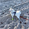 dog, service_dog, white_dog, beach, sand, tennis_ball, leash, outdoor, pet, animal, fluffy, small_dog, sunlight, playful, happy, canine, summer, daytime, nature, walking