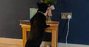 Aria joined the competition — help win amazing prizes! cat, black_cat, animal, pet, standing, hind_legs, flowers, bouquet, flower_arrangement, wooden_table, books, indoor, home, living_room, carpet, wall, electrical_outlet, power_cable, shadow, curious