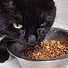 Aria is registered to the contest to win money with this photo: black_cat, cat, pet, animal, feline, whiskers, yellow_eyes, close_up, portrait, food_bowl, kibble, cat_food, eating, hungry, indoors, metal_bowl, black_fur, face, nose, dramatic_stare