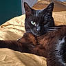 cat, black_cat, animal, pet, feline, green_eyes, whiskers, ears, fur, close_up, portrait, lying_down, bed, blanket, golden_blanket, indoor, home, relaxed, staring, dramatic_lighting